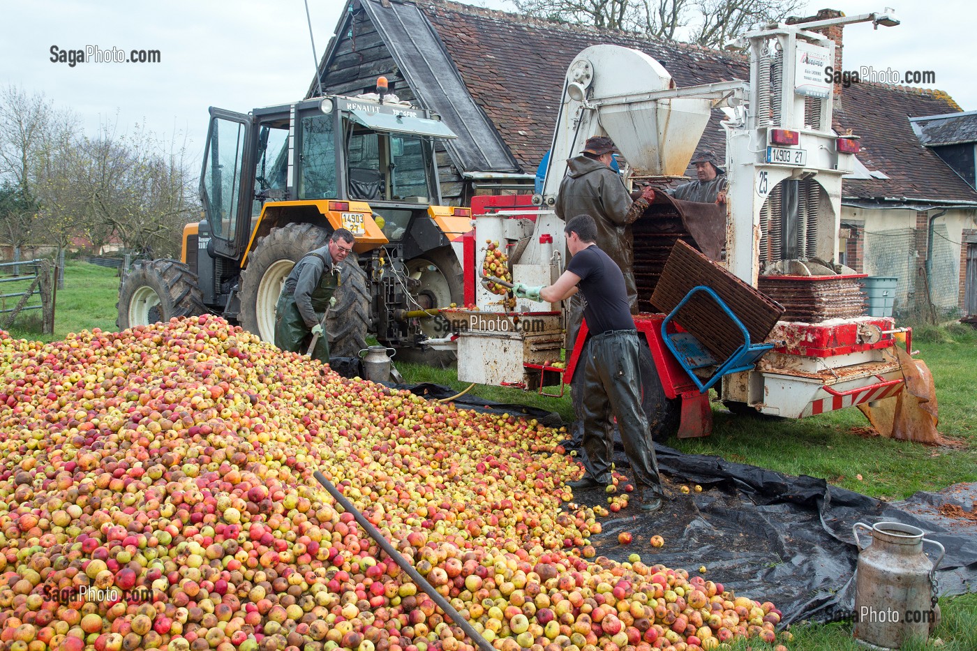 OUVRIERS AGRICOLES POUR LANCER DES POMMES DANS LE PRESSOIR, FABRICATION DU CIDRE FERMIER, EXPLOITATION AGRICOLE DE CLAUDE COURBE, RUGLES (27), FRANCE 