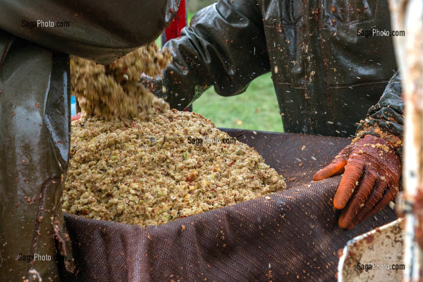 REMPLISSAGE DES TOILES DE JUTE DE POMMES A CIDRES BROYEES AVANT PRESSAGE, FABRICATION DU CIDRE FERMIER, EXPLOITATION AGRICOLE DE CLAUDE COURBE, RUGLES (27), FRANCE 