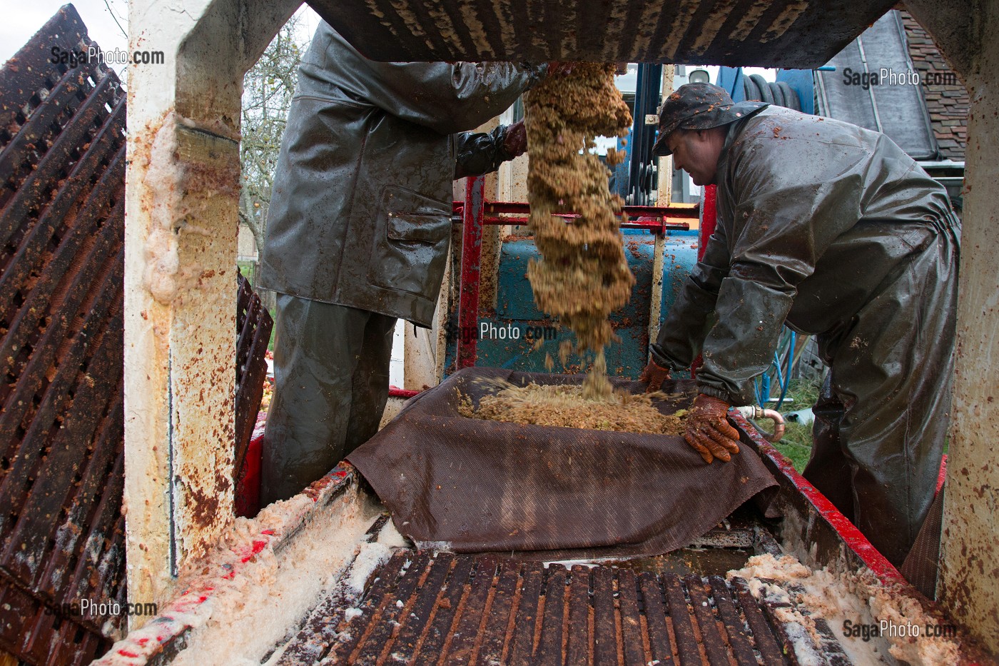 REMPLISSAGE DES TOILES DE JUTE DE POMMES A CIDRES BROYEES AVANT PRESSAGE, FABRICATION DU CIDRE FERMIER, EXPLOITATION AGRICOLE DE CLAUDE COURBE, RUGLES (27), FRANCE 