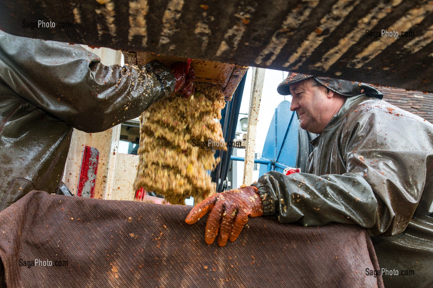 REMPLISSAGE DES TOILES DE JUTE DE POMMES A CIDRES BROYEES AVANT PRESSAGE, FABRICATION DU CIDRE FERMIER, EXPLOITATION AGRICOLE DE CLAUDE COURBE, RUGLES (27), FRANCE 