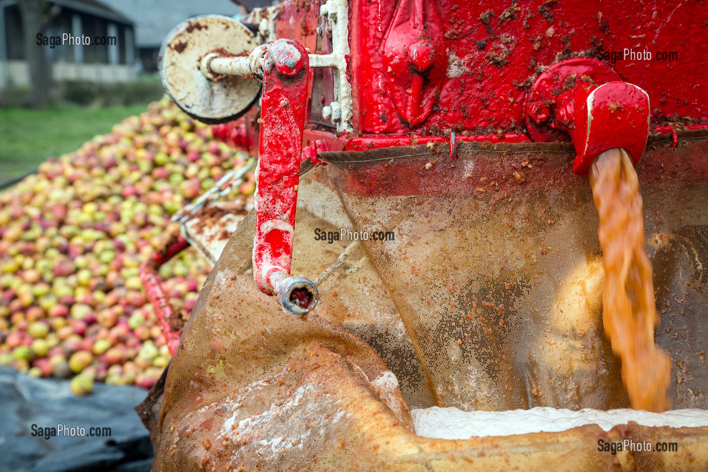 JUS DE POMMES A LA SORTIE DU PRESSOIR HYDRAULIQUE, FABRICATION DU CIDRE FERMIER, EXPLOITATION AGRICOLE DE CLAUDE COURBE, RUGLES (27), FRANCE 