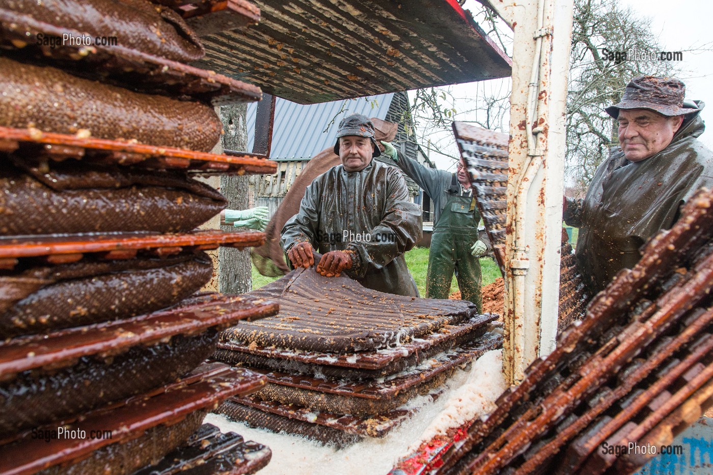 TOILES DE JUTE REMPLIES DE POMMES BROYEES ENTRE LES CLAIES EN BOIS SOUS LE PRESSOIR HYDRAULIQUE POUR EXTRAIRE LE JUS, FABRICATION DU CIDRE FERMIER, EXPLOITATION AGRICOLE DE CLAUDE COURBE, RUGLES (27), FRANCE 