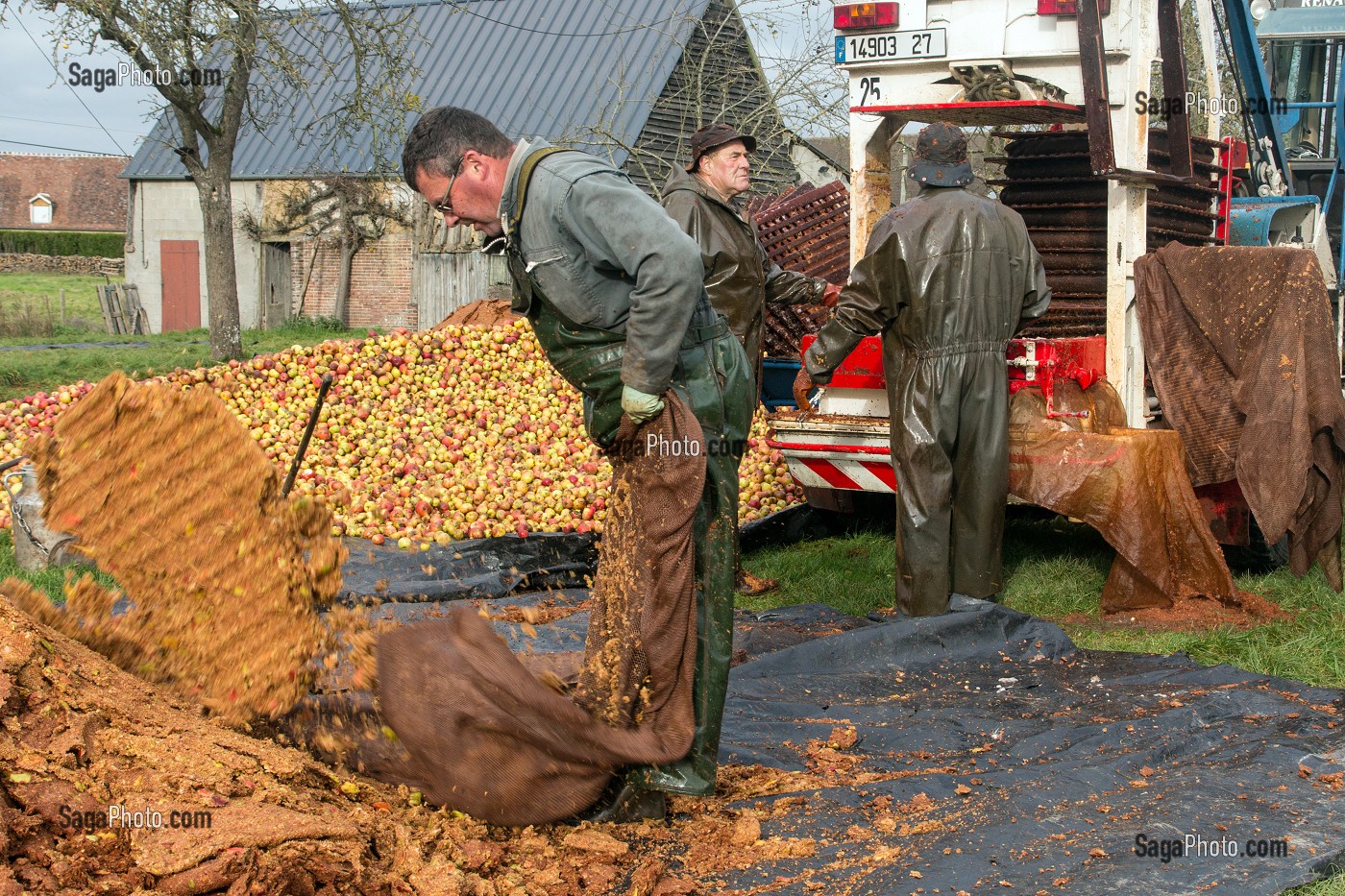 OUVRIERS AGRICOLES QUI VIDENT LES TOILES DE JUTE DES RESIDUS DE PULPE DE POMMES A CIDRE PRESSEES, FABRICATION DU CIDRE FERMIER, EXPLOITATION AGRICOLE DE CLAUDE COURBE, RUGLES (27), FRANCE 