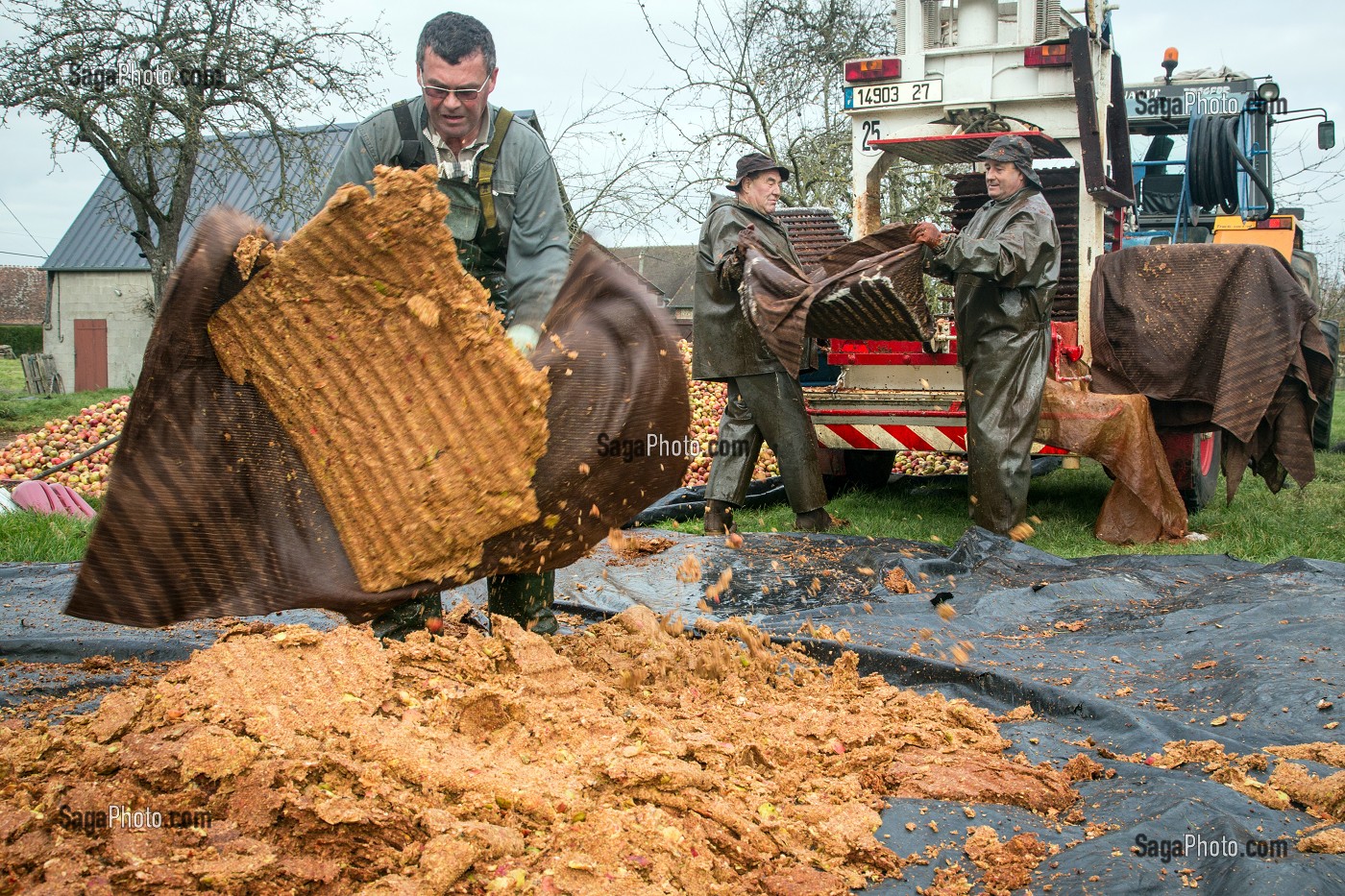 OUVRIERS AGRICOLES QUI VIDENT LES TOILES DE JUTE DES RESIDUS DE PULPE DE POMMES A CIDRE PRESSEES, FABRICATION DU CIDRE FERMIER, EXPLOITATION AGRICOLE DE CLAUDE COURBE, RUGLES (27), FRANCE 