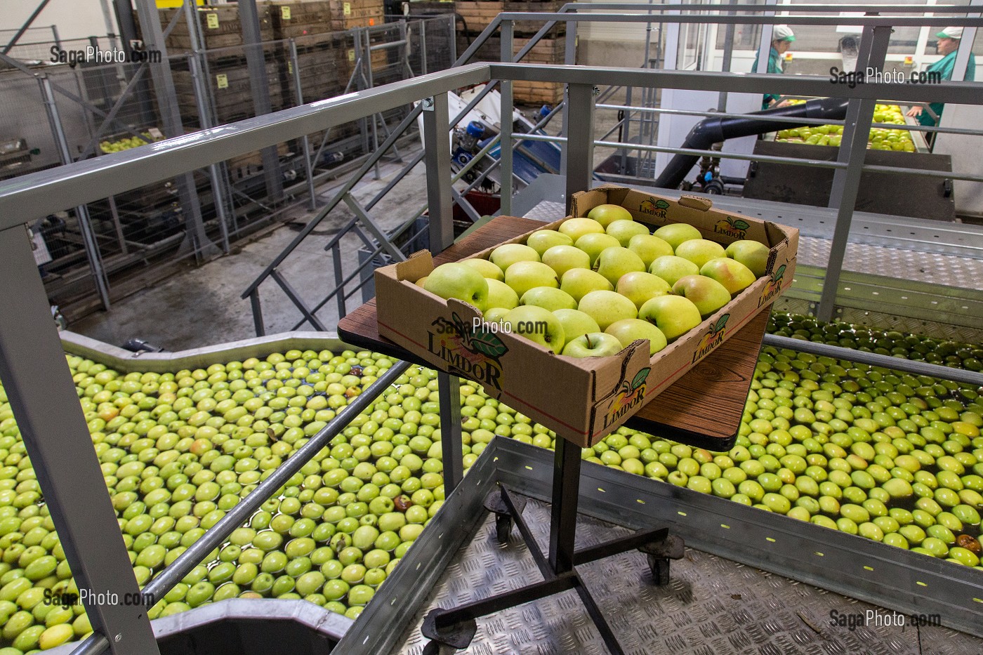 STATION DE LA LAVAGE DES GOLDENS, COOPERATIVE LIMDOR BIO, STATION FRUITIERE, REGROUPEMENT DE POMICULTEURS PRODUCTEURS DE POMMES DU LIMOUSIN, AOP, SAINT-YRIEIX-LA-PERCHE, (87) HAUTE-VIENNE, LIMOUSIN, FRANCE 