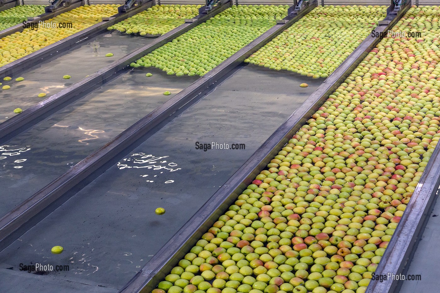 RAIL FLOTTANT DE TRI PAR TAILLE ET PAR COULEUR, ROBOT DE TRI AUTOMATIQUE, COOPERATIVE LIMDOR BIO, STATION FRUITIERE, REGROUPEMENT DE POMMICULTEURS PRODUCTEURS DE POMMES DU LIMOUSIN, AOP, SAINT-YRIEIX-LA-PERCHE, (87) HAUTE-VIENNE, LIMOUSIN, FRANCE 