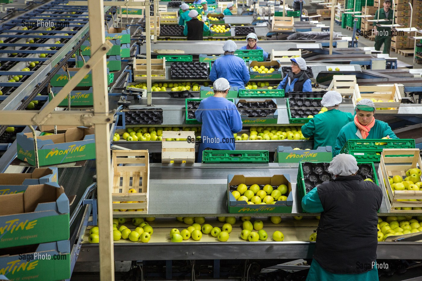 OUVRIERES DEVANT LEUR POSTE DE TRI ET D'EMBALLAGE DES GOLDEN, COOPERATIVE LIMDOR BIO, STATION FRUITIERE, REGROUPEMENT DE POMMICULTEURS PRODUCTEURS DE POMMES DU LIMOUSIN, AOP, SAINT-YRIEIX-LA-PERCHE, (87) HAUTE-VIENNE, LIMOUSIN, FRANCE 