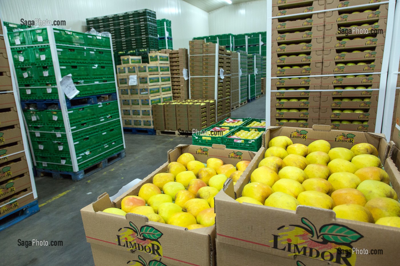 STOCKAGE DES POMMES GOLDEN DANS LA CHAMBRE FROIDE AVANT LIVRAISON, COOPERATIVE LIMDOR BIO, STATION FRUITIERE, REGROUPEMENT DE POMMICULTEURS PRODUCTEURS DE POMMES DU LIMOUSIN, AOP, SAINT-YRIEIX-LA-PERCHE, (87) HAUTE-VIENNE, LIMOUSIN, FRANCE 