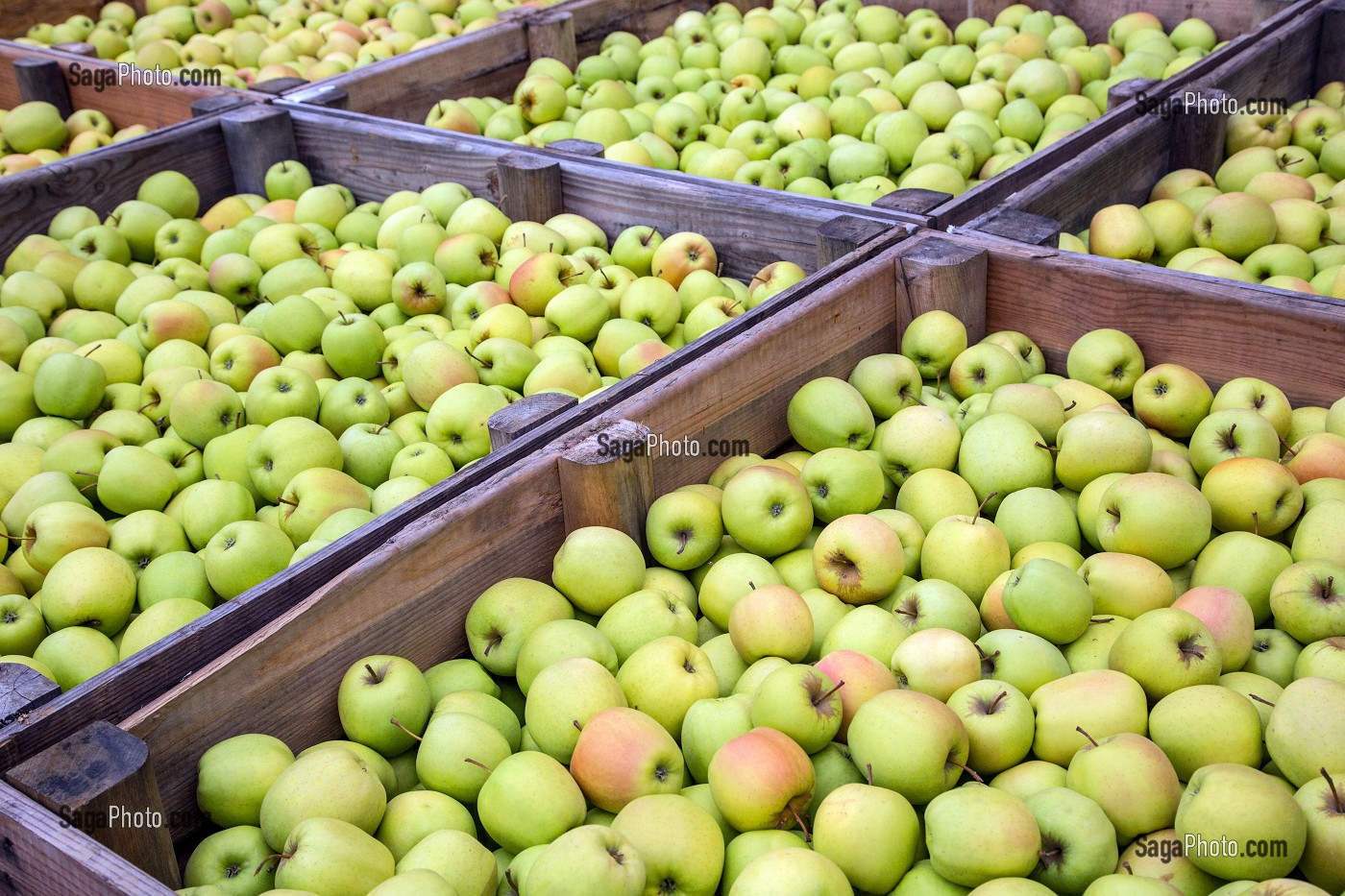 CAISSES DE GOLDEN ARRIVEES APRES LA CUEILLETTE, COOPERATIVE LIMDOR BIO, STATION FRUITIERE, REGROUPEMENT DE POMMICULTEURS PRODUCTEURS DE POMMES DU LIMOUSIN, AOP, SAINT-YRIEIX-LA-PERCHE , (87) HAUTE-VIENNE, LIMOUSIN, FRANCE 