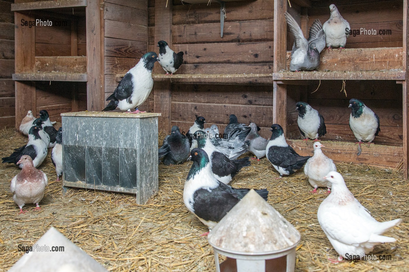 ELEVAGE DE PIGEONS A LA FERME, AMBAZAC, (87) HAUTE-VIENNE, LIMOUSIN, FRANCE 