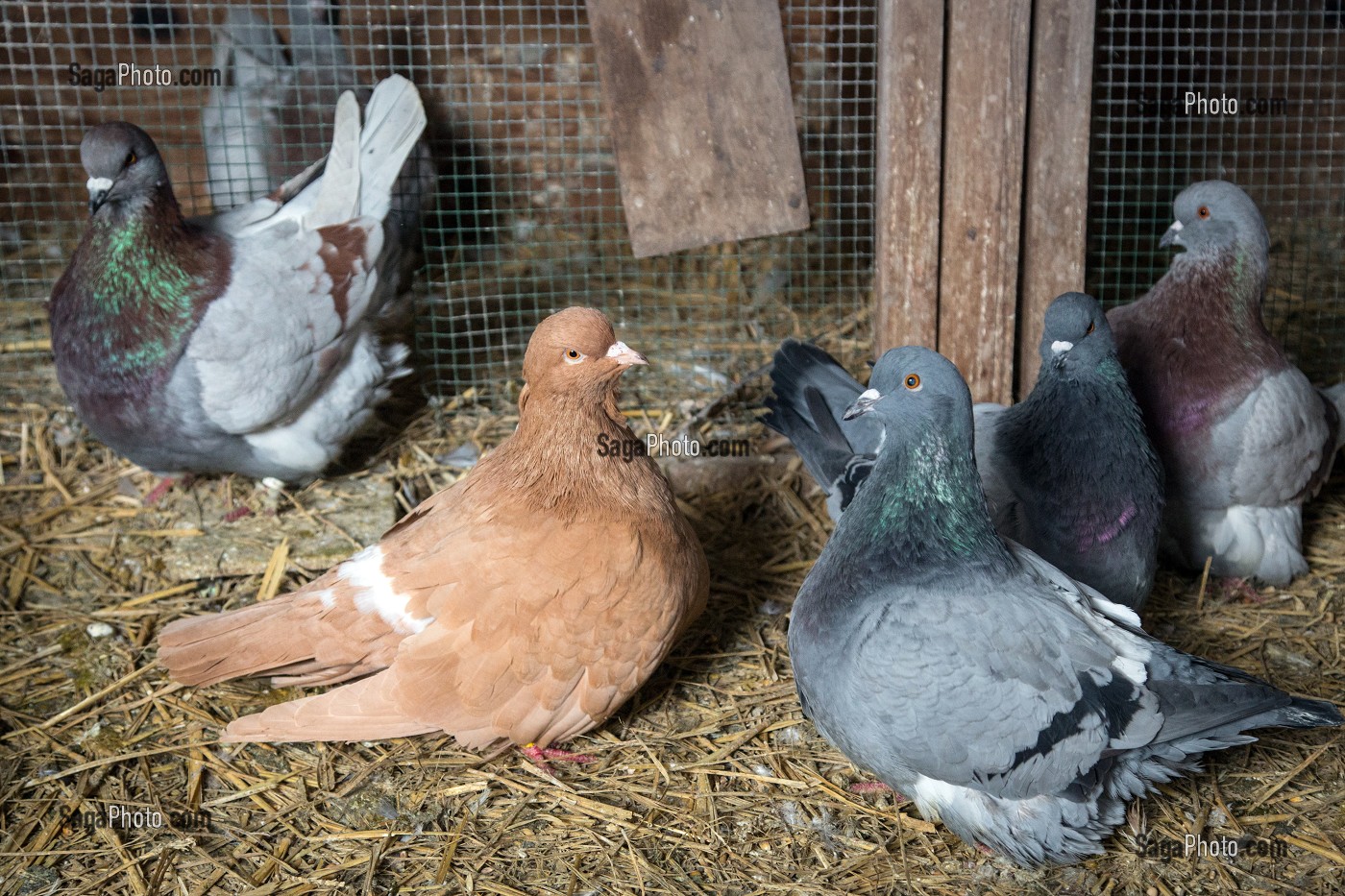 ELEVAGE DE PIGEONS A LA FERME, AMBAZAC, (87) HAUTE-VIENNE, LIMOUSIN, FRANCE 