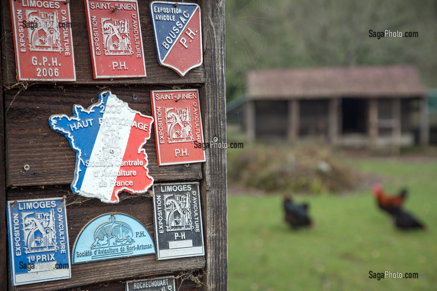 PLAQUES DES PRIX DE CONCOURS D'AVICULTURE, AMBAZAC, (87) HAUTE-VIENNE, LIMOUSIN, FRANCE 