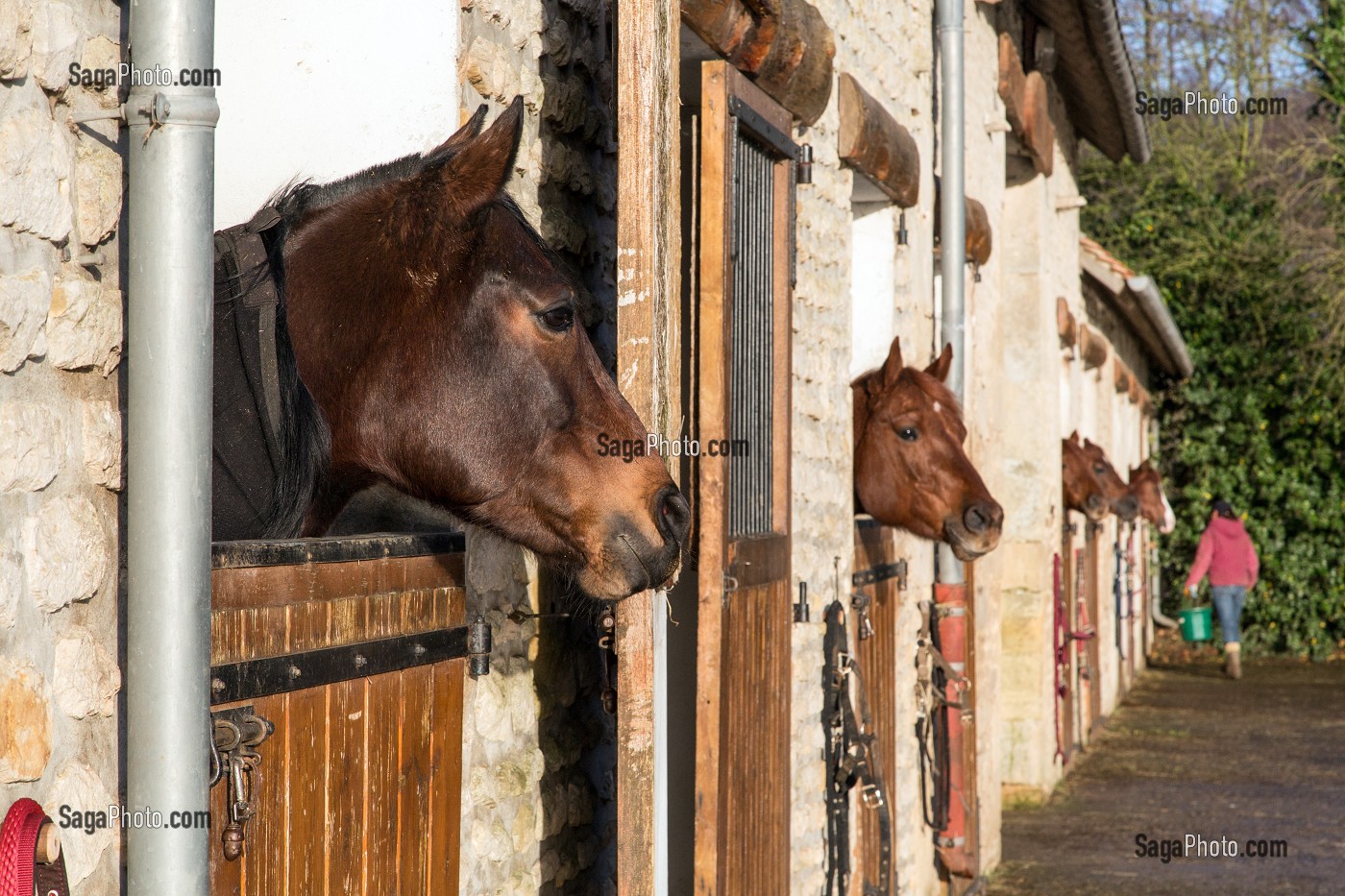 CHEVAUX DANS LEUR BOXES AU HARAS PRES D'ARGENTAN, ORNE (61), FRANCE 