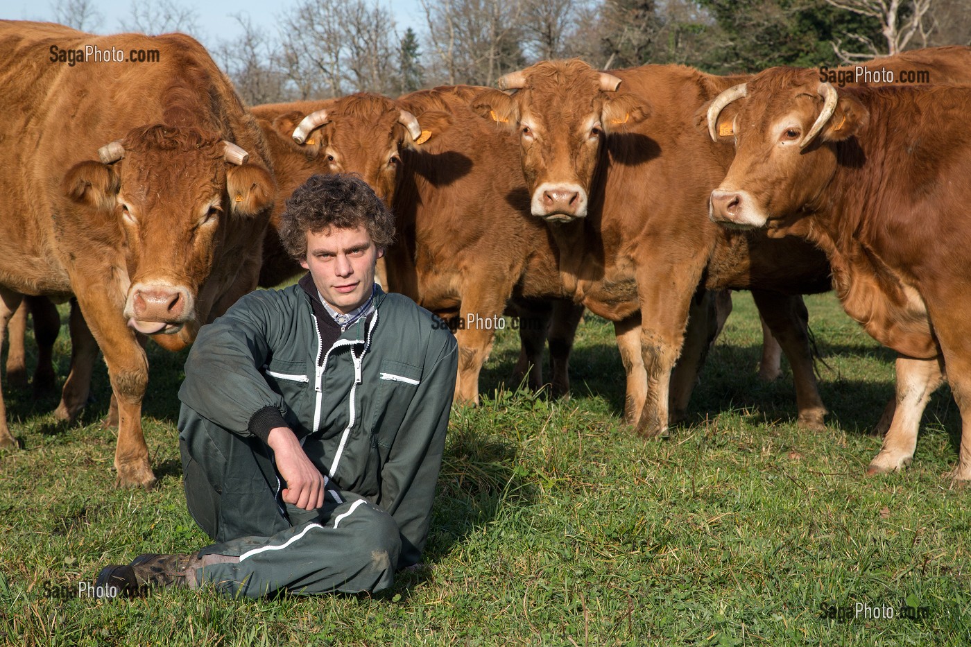 JEAN PHILIPPE, ELEVEUR DE VACHES DE RACE LIMOUSINE A CHASSENON, CHARENTE (16), FRANCE 
