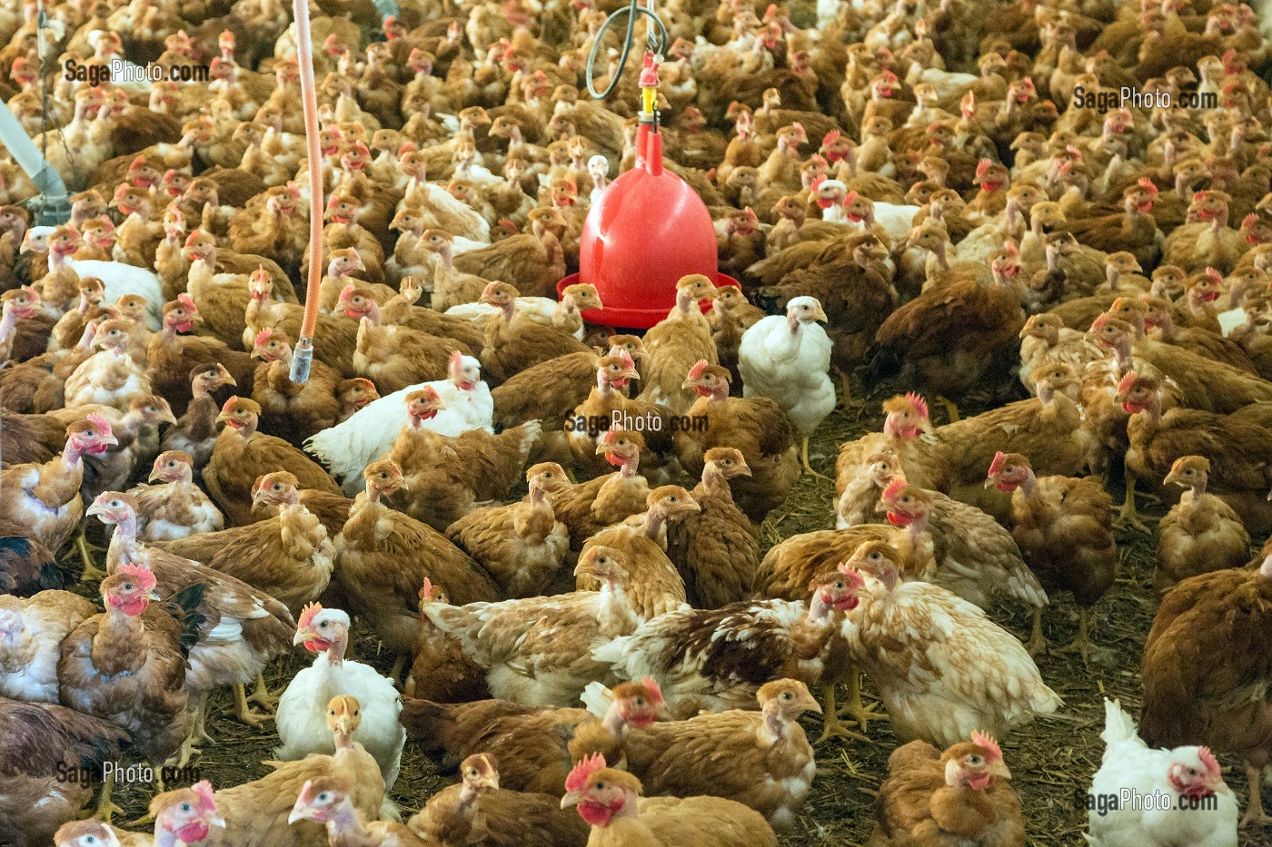 ELEVAGE DE POULETS DE MARANS DANS UN POULAILLER DE SEMI PLEIN AIR, MARANS, (85) VENDEE, FRANCE 