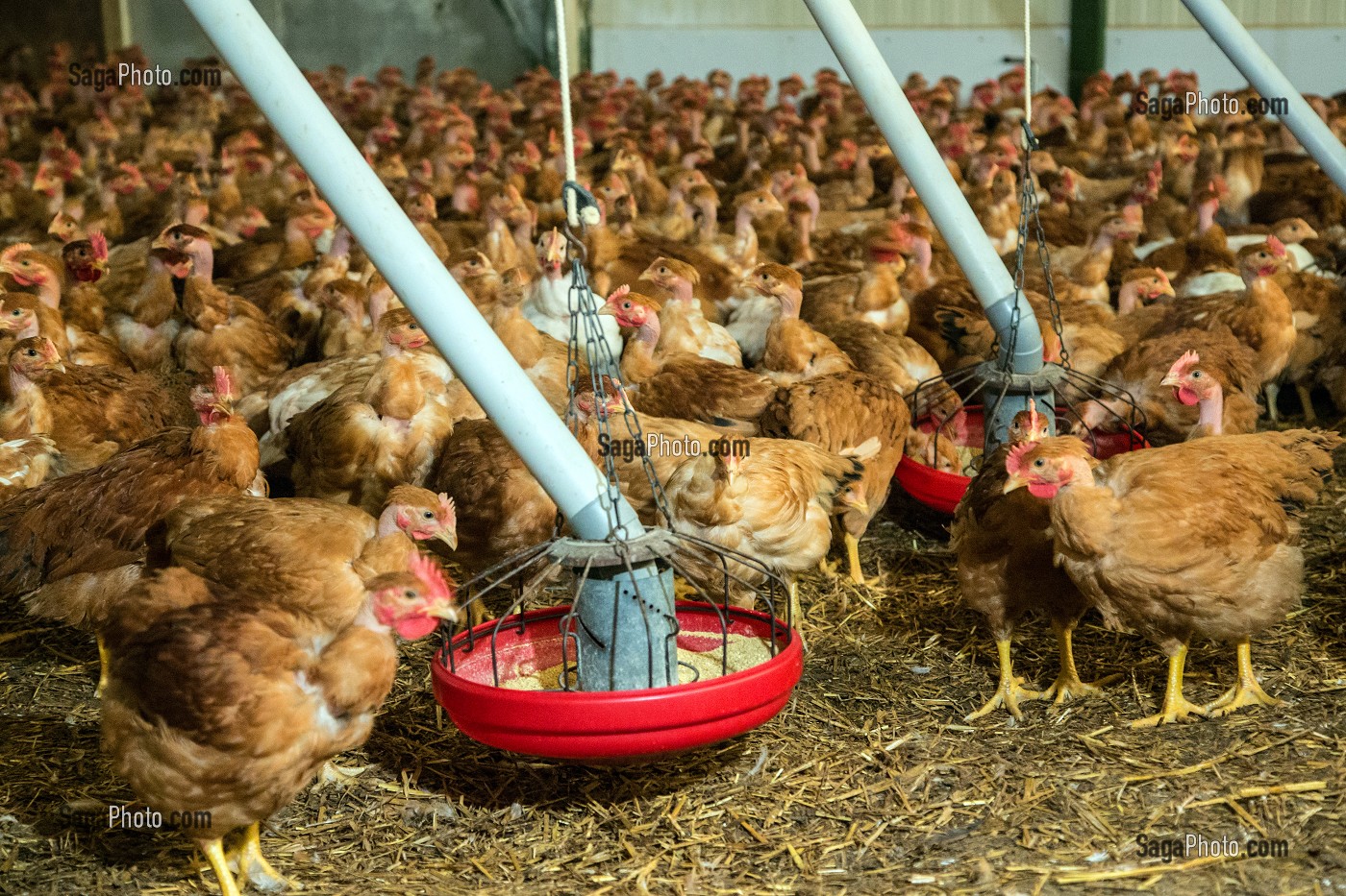 ELEVAGE DE POULETS DE MARANS DANS UN POULAILLER DE SEMI PLEIN AIR, MARANS, (85) VENDEE, FRANCE 