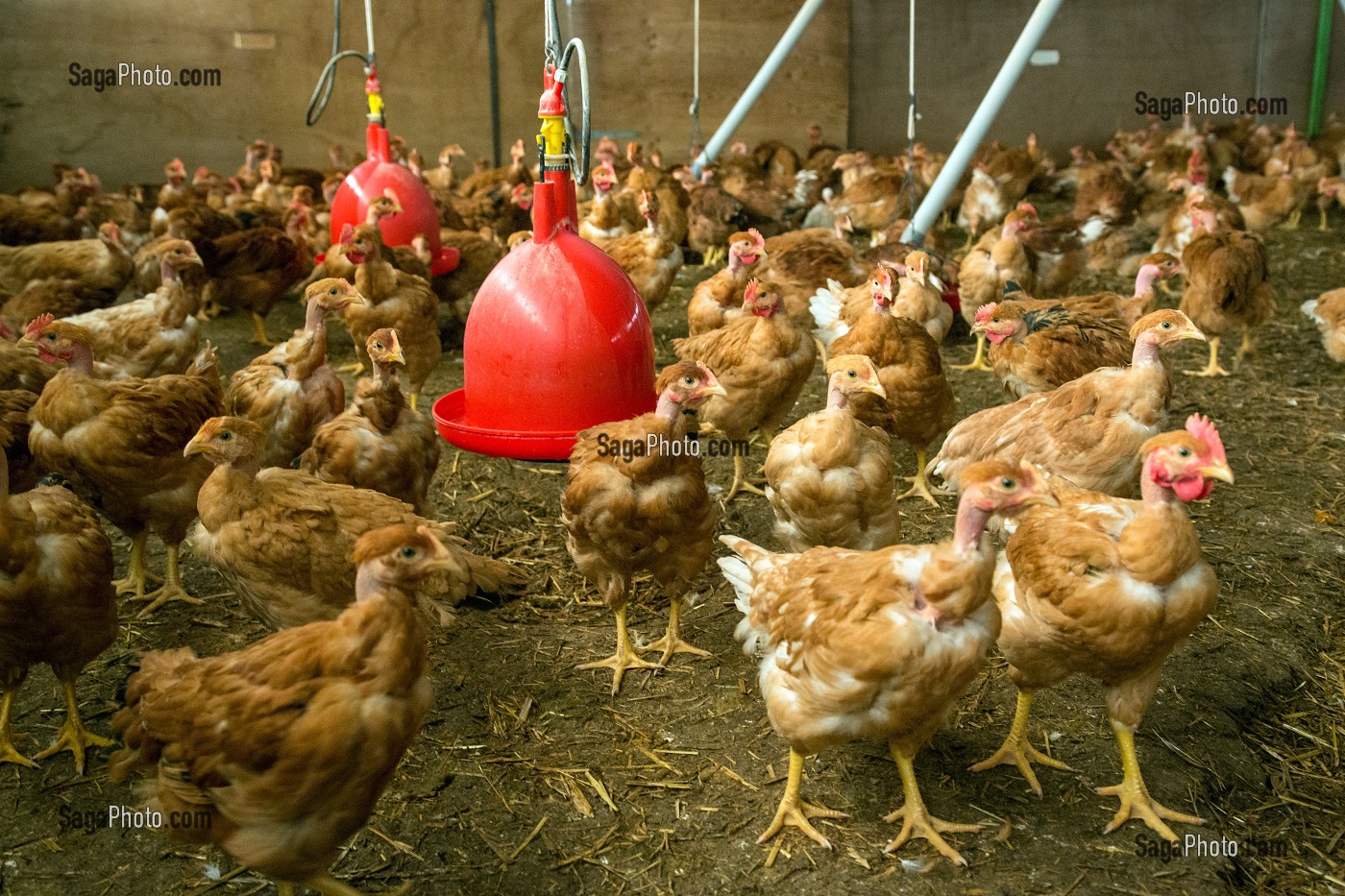 ELEVAGE DE POULETS DE MARANS DANS UN POULAILLER DE SEMI PLEIN AIR, MARANS, (85) VENDEE, FRANCE 