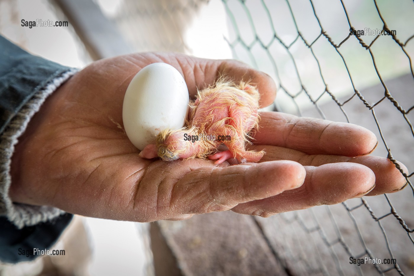 JEUNE PIGEONS DANS LA MAIN DE L'ELEVEUR, ELEVAGE DE PIGEON PRES DE MARANS, (85) VENDEE, FRANCE 
