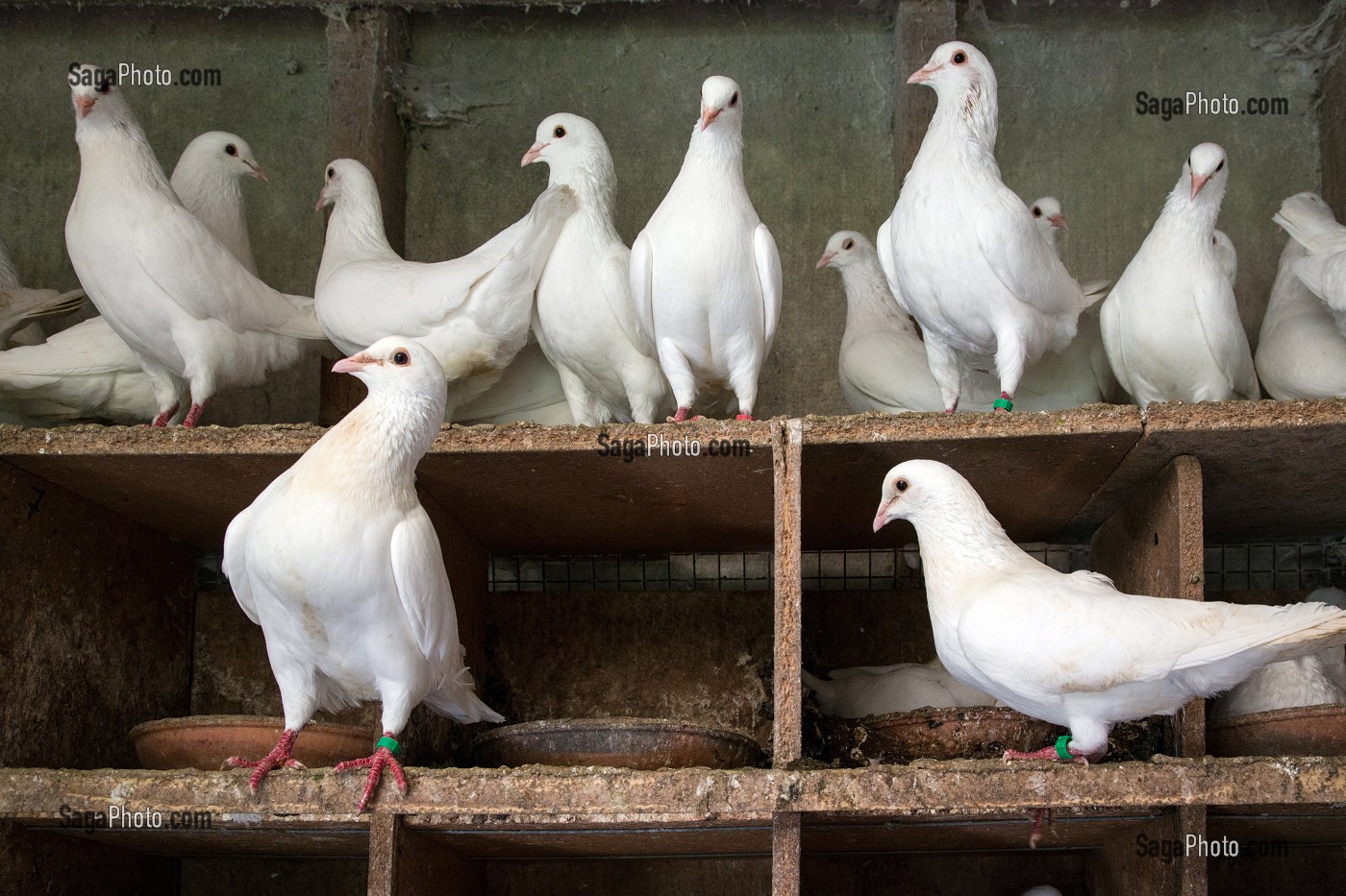 ELEVAGE DE PIGEON BLANCS PRES DE MARANS, (85) VENDEE, FRANCE 