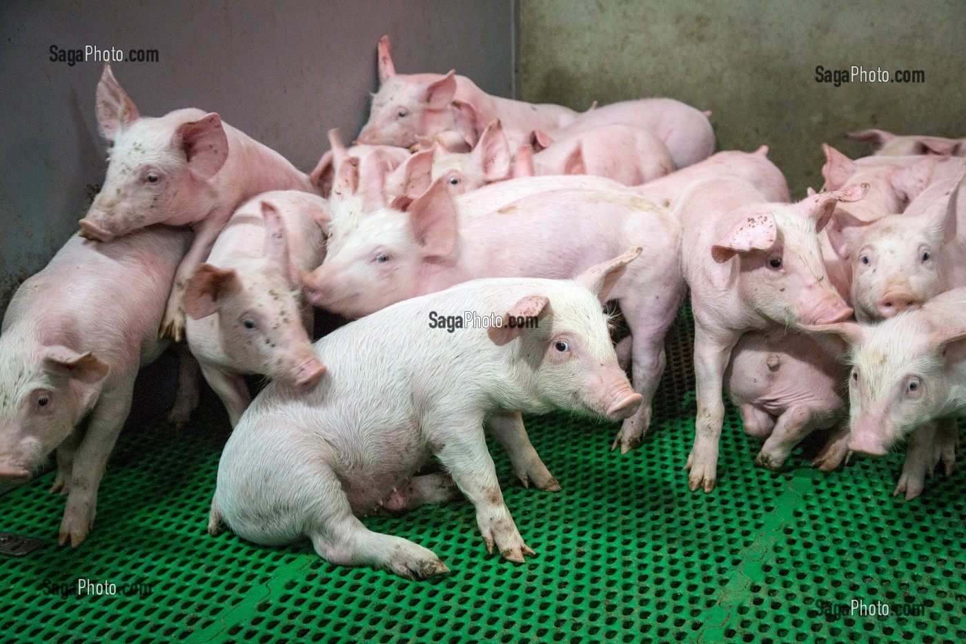JEUNES COCHONS ELEVES EN BATTERIE, VENDEE, (85) VENDEE, FRANCE 