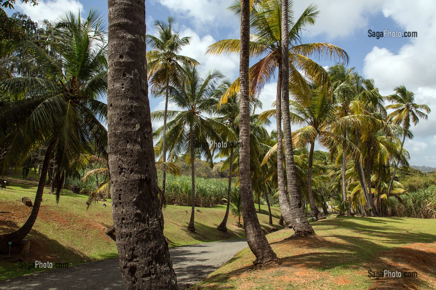 ENTREE DE LA PALMERAIE DU JARDIN TROPICAL DE L'HABITATION CLEMENT, ANCIENNE DISTILLERIE DE RHUM, RHUMERIE, LE FRANCOIS, MARTINIQUE, ANTILLES FRANCAISES, FRANCE 