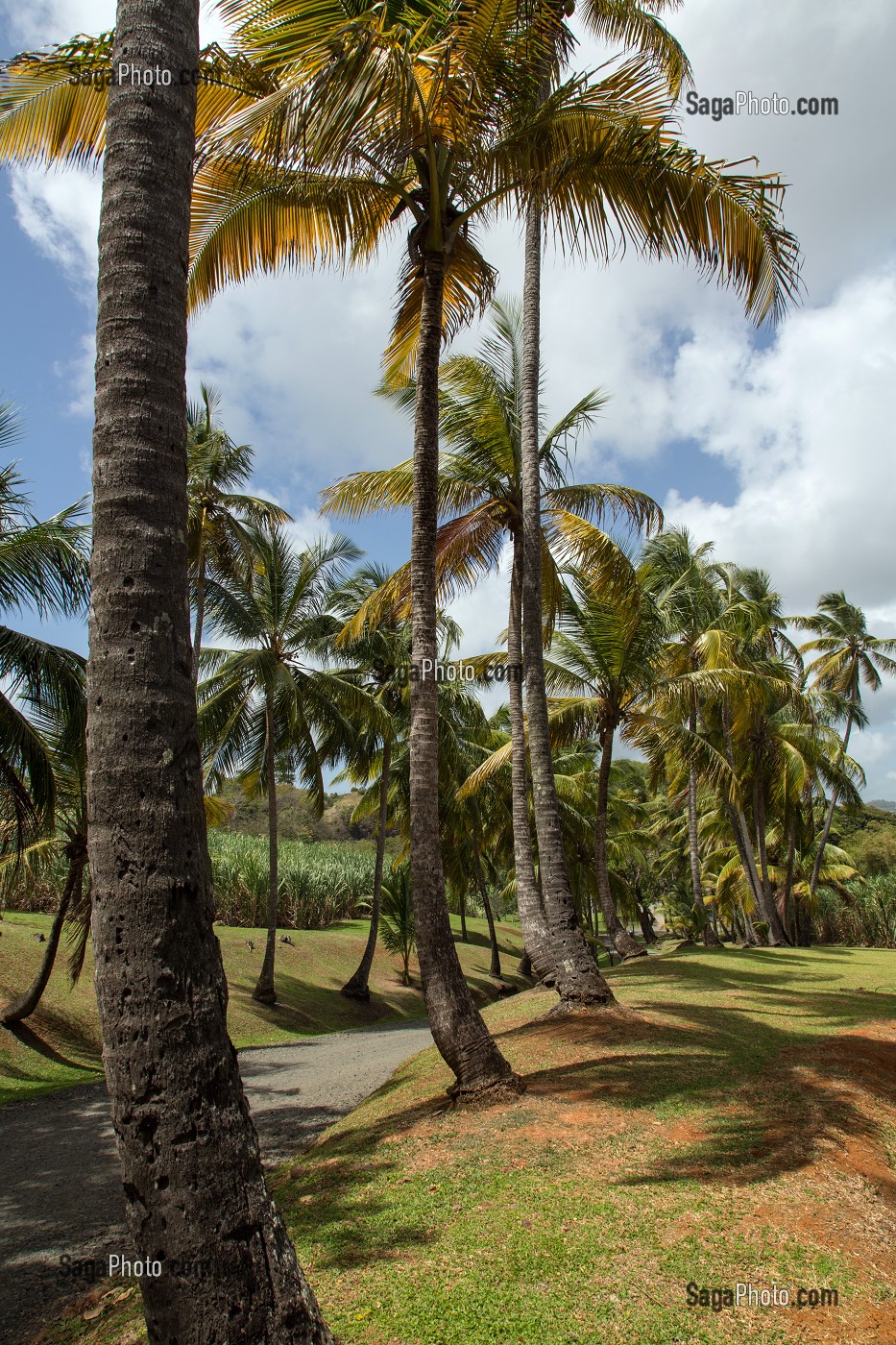 ENTREE DE LA PALMERAIE DU JARDIN TROPICAL DE L'HABITATION CLEMENT, ANCIENNE DISTILLERIE DE RHUM, RHUMERIE, LE FRANCOIS, MARTINIQUE, ANTILLES FRANCAISES, FRANCE 