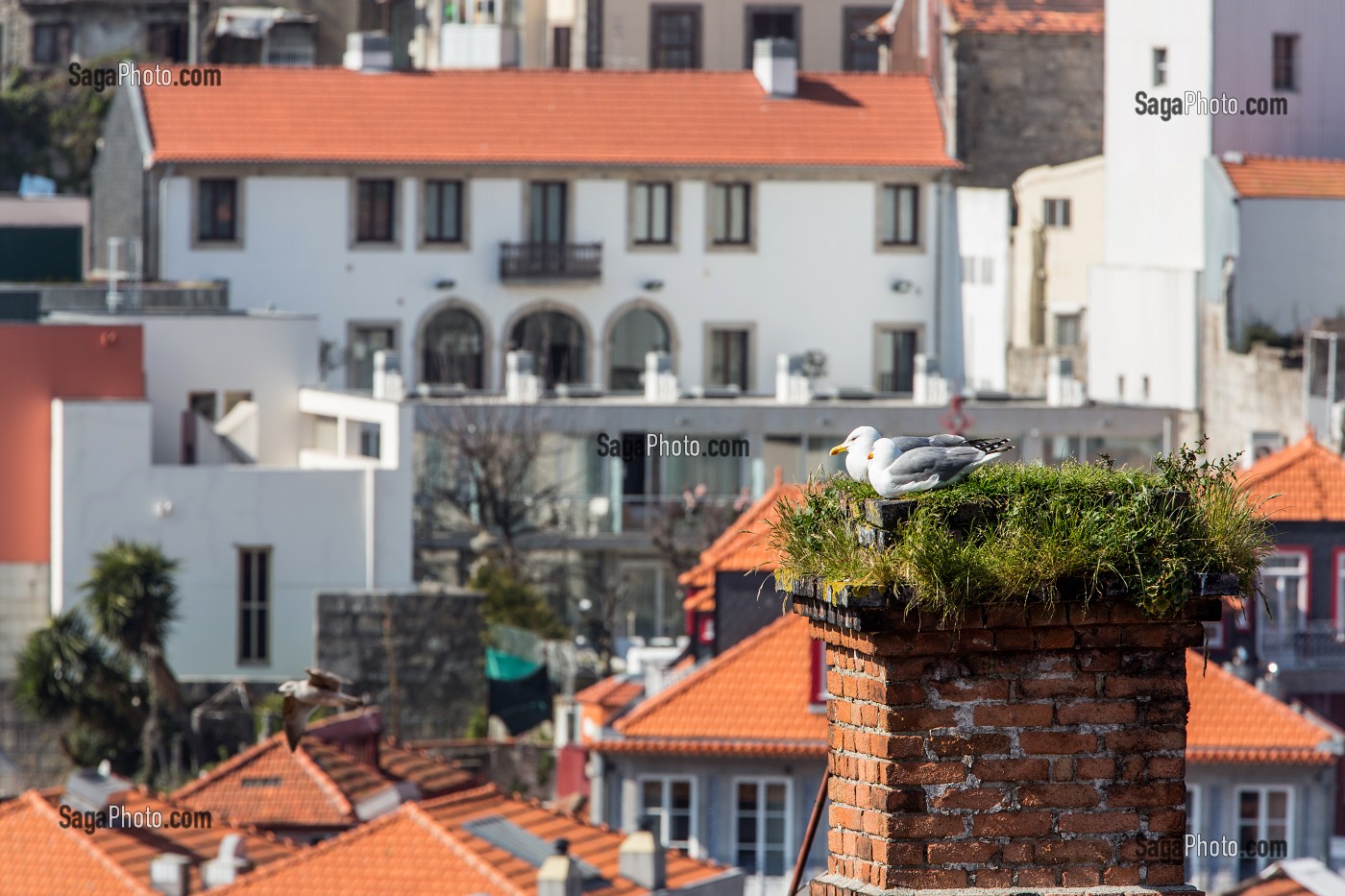 COUPLE DE MOUETTES SUR LES TOITS DE LA VILLE DE PORTO, PORTUGAL 