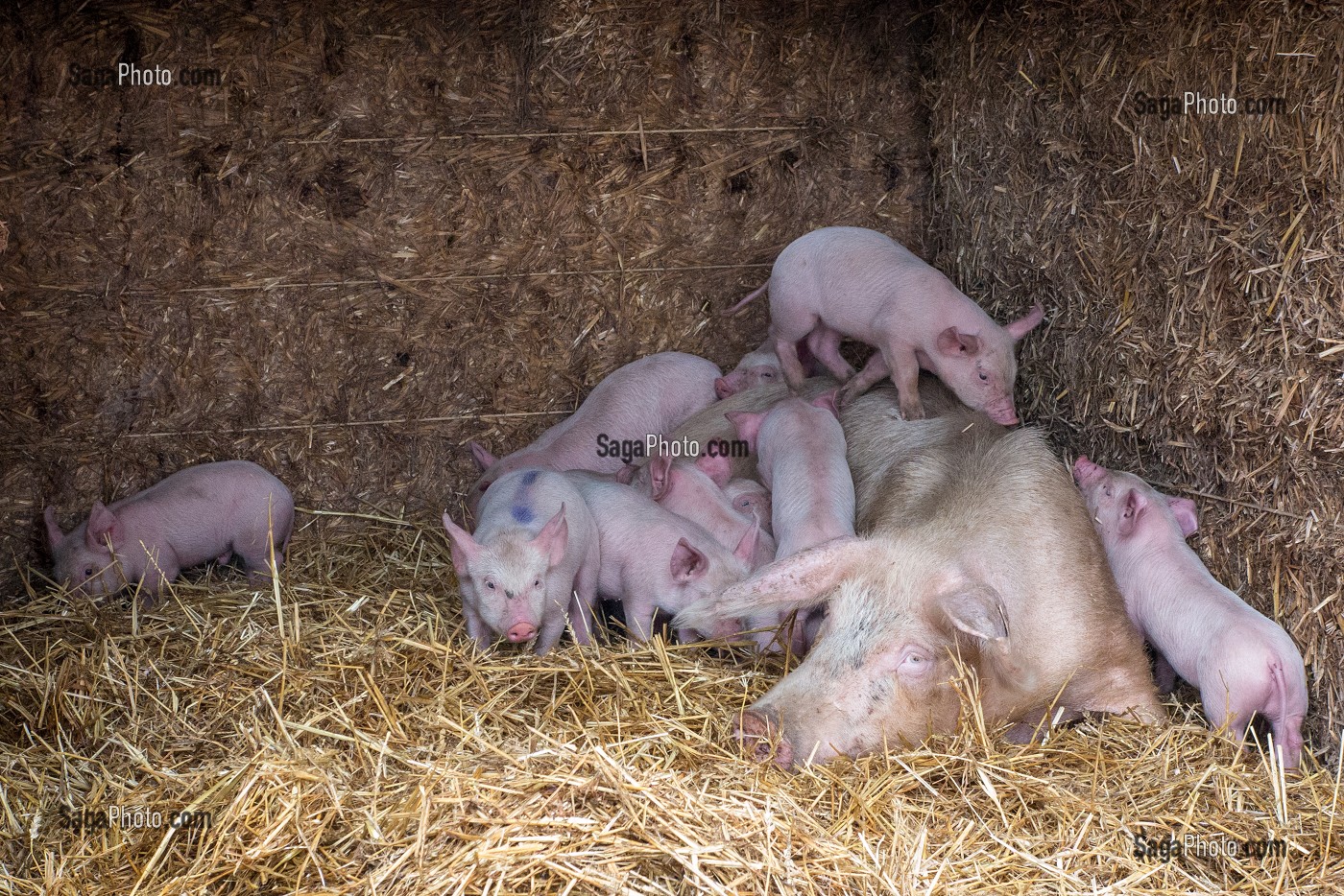ELEVAGE DE COCHONS EN PLEIN AIR, FERME DU LOUVIER, TRANSFORMATION ET VENTE SUR L'EXPLOITATION, BALINES, VERNEUIL-SUR-AVRE (27), FRANCE 