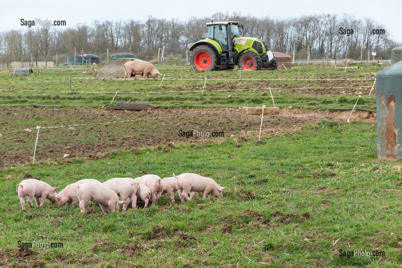 ELEVAGE DE COCHONS EN PLEIN AIR, FERME DU LOUVIER, TRANSFORMATION ET VENTE SUR L'EXPLOITATION, BALINES, VERNEUIL-SUR-AVRE (27), FRANCE 