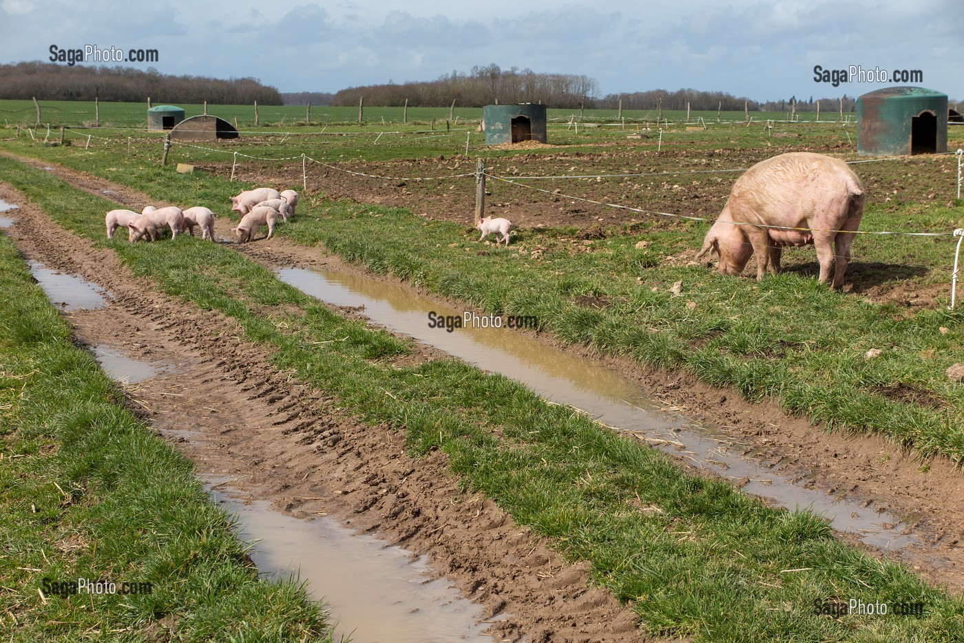 ELEVAGE DE COCHONS EN PLEIN AIR, FERME DU LOUVIER, TRANSFORMATION ET VENTE SUR L'EXPLOITATION, BALINES, VERNEUIL-SUR-AVRE (27), FRANCE 