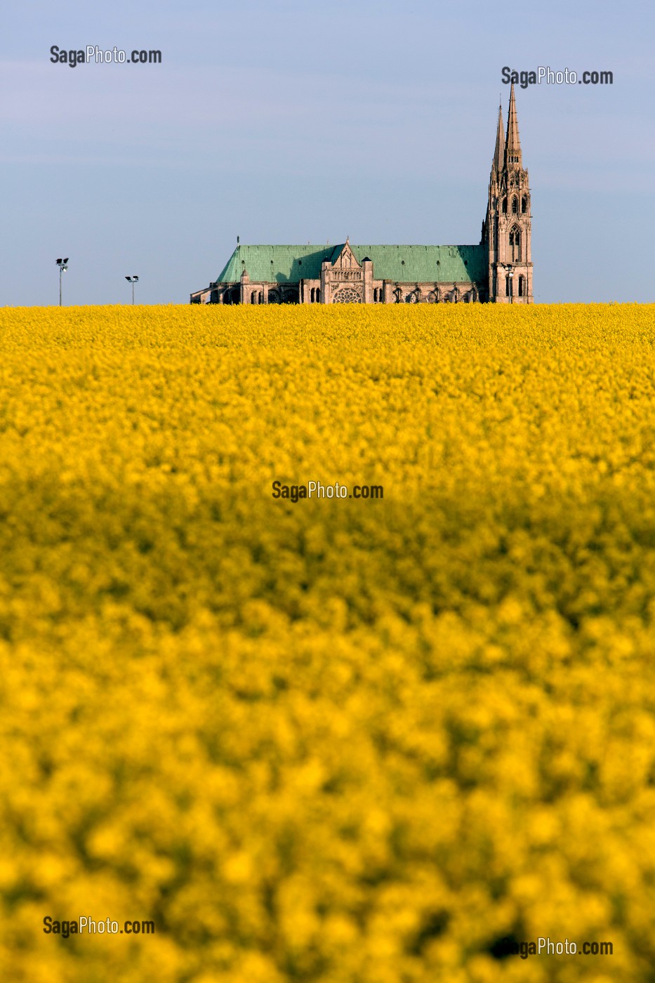 CATHEDRALE DE CHARTRES AU MILIEU DES CHAMPS DE COLZA, EURE-ET-LOIR (28), FRANCE 