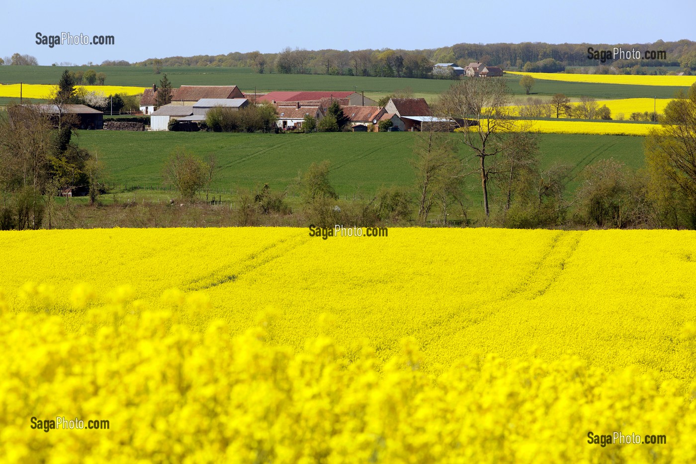 PAYSAGE DE PRINTEMPS AVEC LA FERME ET LES CHAMPS DE COLZA DANS LE PERCHE AUTOUR DE LA GAUDAINE, EURE-ET-LOIR (28), FRANCE 
