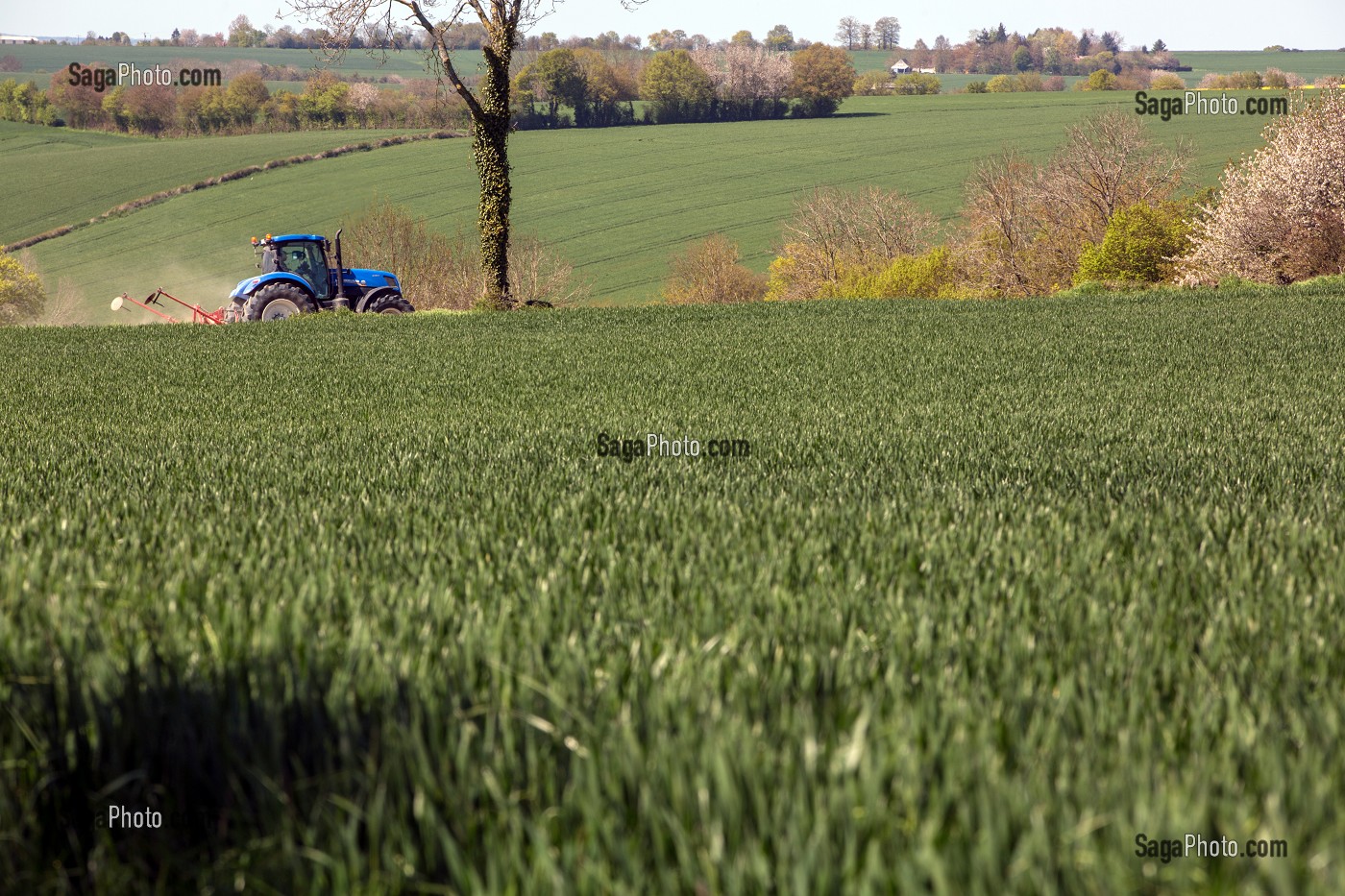 TRACTEUR DANS LES CHAMPS DE BLE AU PRINTEMPS DANS LE PERCHE, VICHERES (28), FRANCE 