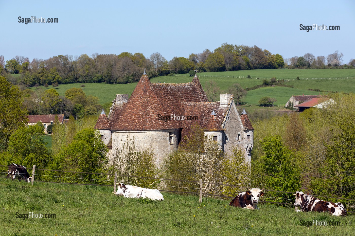 VACHES NORMANDES ET MANOIR DE COURBOYER, MAISON DU PARC NATUREL REGIONAL DU PERCHE, NOCE (61), FRANCE 