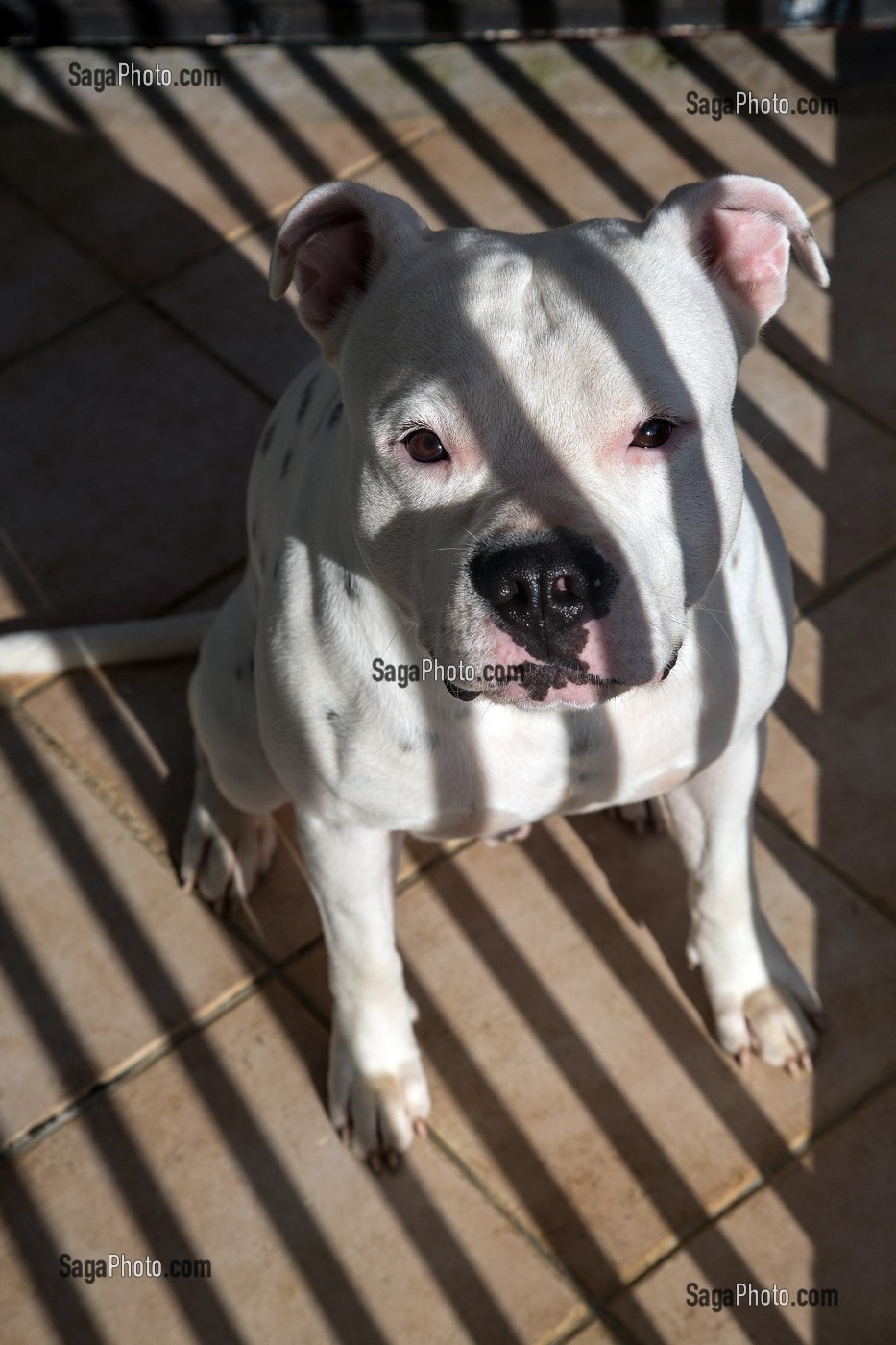 CHIEN DE RACE AMERICAN STAFFORDSHIRE TERRIER ASSIS PAR TERRE AU SOLEIL 