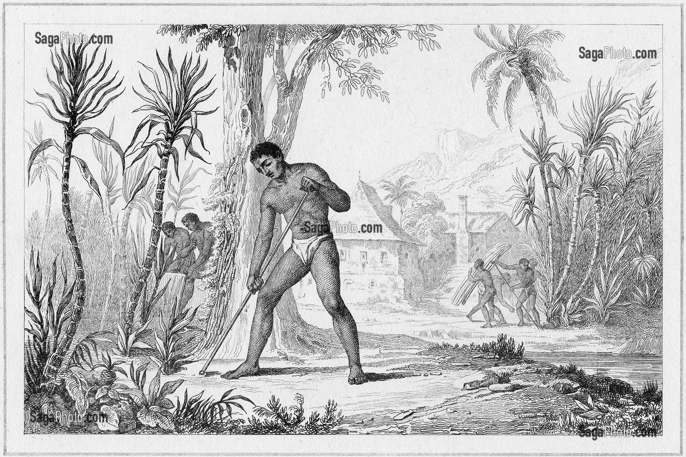INDIGENES CULTIVANT LA CANNE A SUCRE A TAHITI GRAVEE PAR CHOLLET D'APRES DANVIN, 1836, MENTION OBLIGATOIRE : COLLECTION SAINT-JAMES 