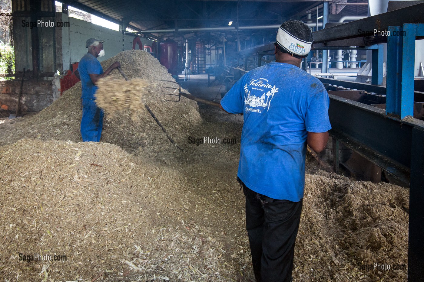 FIBRES BROYEES DE CANNE A SUCRE POUR ALIMENTER LE FOUR DE CHAUFFAGE POUR LA DISTILLATION, DISTILLERIE DE RHUM LA FAVORITE, FORT-DE-FRANCE, MARTINIQUE, ANTILLES FRANCAISES, FRANCE 