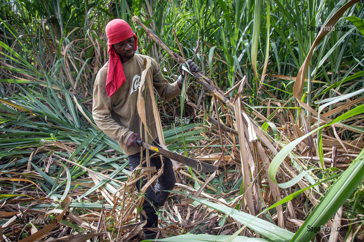 COUPEURS, COUPE A LA MAIN AVEC UNE MACHETTE DES TIGES DE CANNES A SUCRE, DISTILLERIE DE RHUM LA FAVORITE, FORT-DE-FRANCE, MARTINIQUE, ANTILLES FRANCAISES, FRANCE 