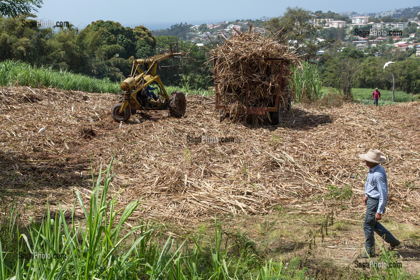 RECOLTE DE CANNES A SUCRE, RAMASSAGE DES TIGES TOUTE LONGUEUR COUPEES A LA MAIN, PLANTATIONS DE LA DISTILLERIE DE RHUM LA FAVORITE, FORT-DE-FRANCE, MARTINIQUE, ANTILLES FRANCAISES, FRANCE 