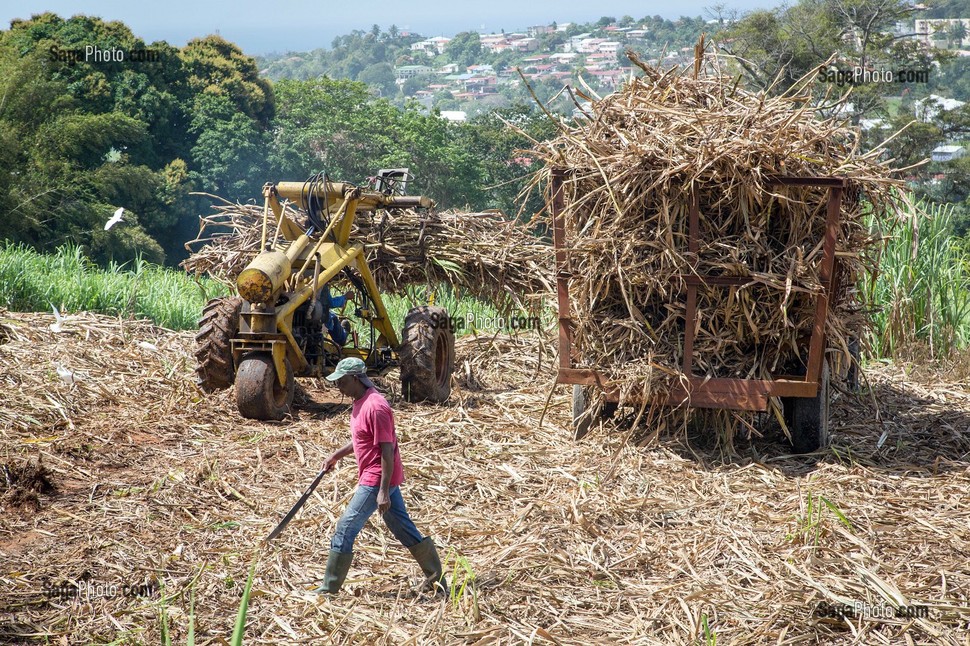 RECOLTE DE CANNES A SUCRE, RAMASSAGE DES TIGES TOUTE LONGUEUR COUPEES A LA MAIN, PLANTATIONS DE LA DISTILLERIE DE RHUM LA FAVORITE, FORT-DE-FRANCE, MARTINIQUE, ANTILLES FRANCAISES, FRANCE 