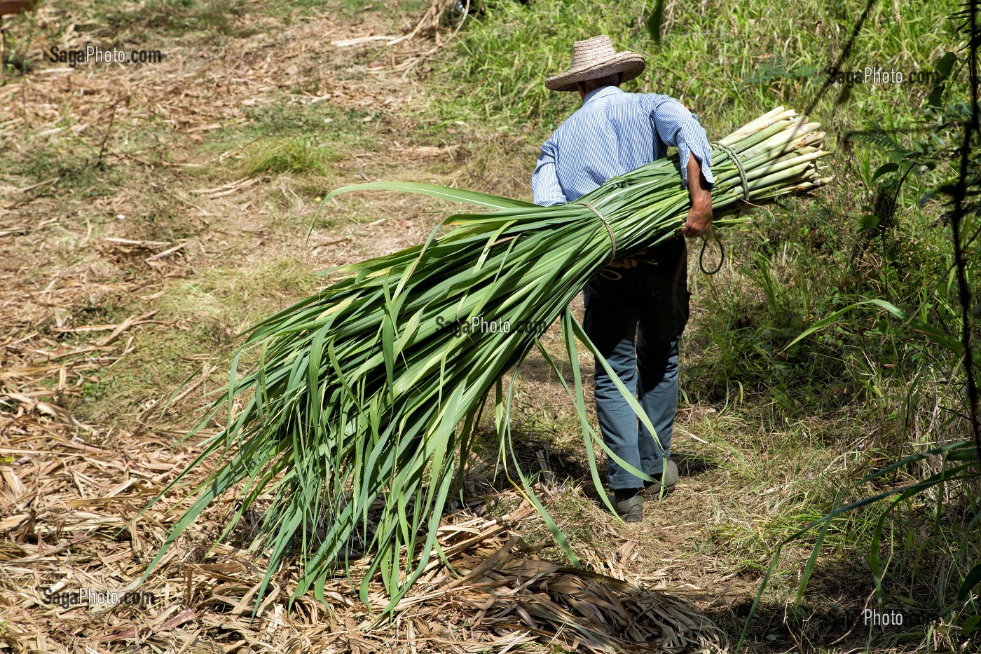 FAGOT DE BOUTS BLANCS POUR NOURRIR LES ANIMAUX, RECOLTE DE CANNES A SUCRE, PLANTATIONS DE LA DISTILLERIE LA FAVORITE, FORT-DE-FRANCE, MARTINIQUE, ANTILLES FRANCAISES, FRANCE 