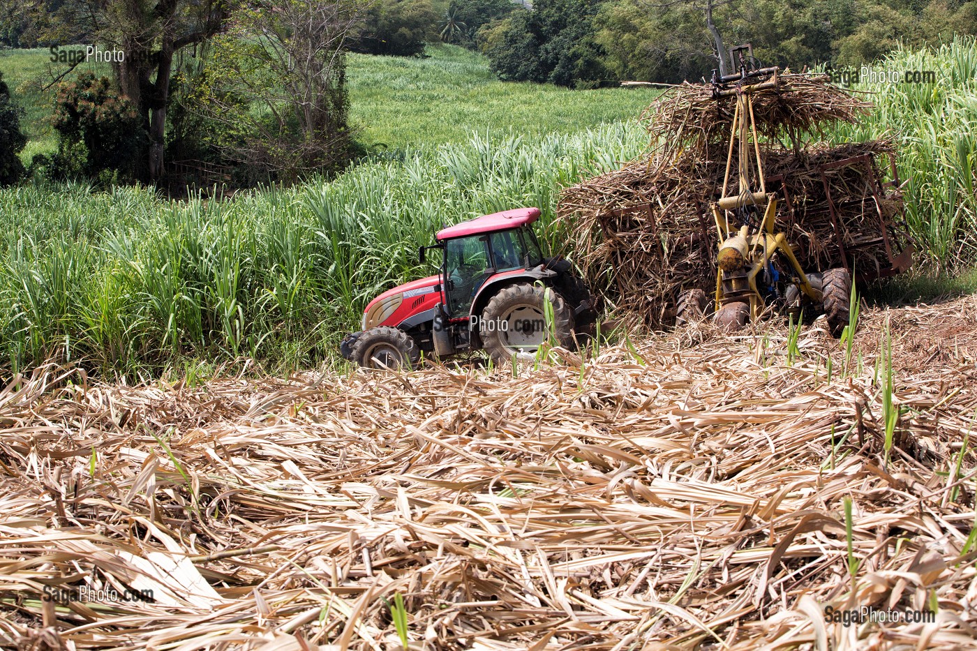 RECOLTE DE CANNES A SUCRE, RAMASSAGE DES TIGES TOUTE LONGUEUR COUPEES A LA MAIN, PLANTATION DE LA DISTILLERIE DE RHUM LA FAVORITE, FORT-DE-FRANCE, MARTINIQUE, ANTILLES FRANCAISES, FRANCE 