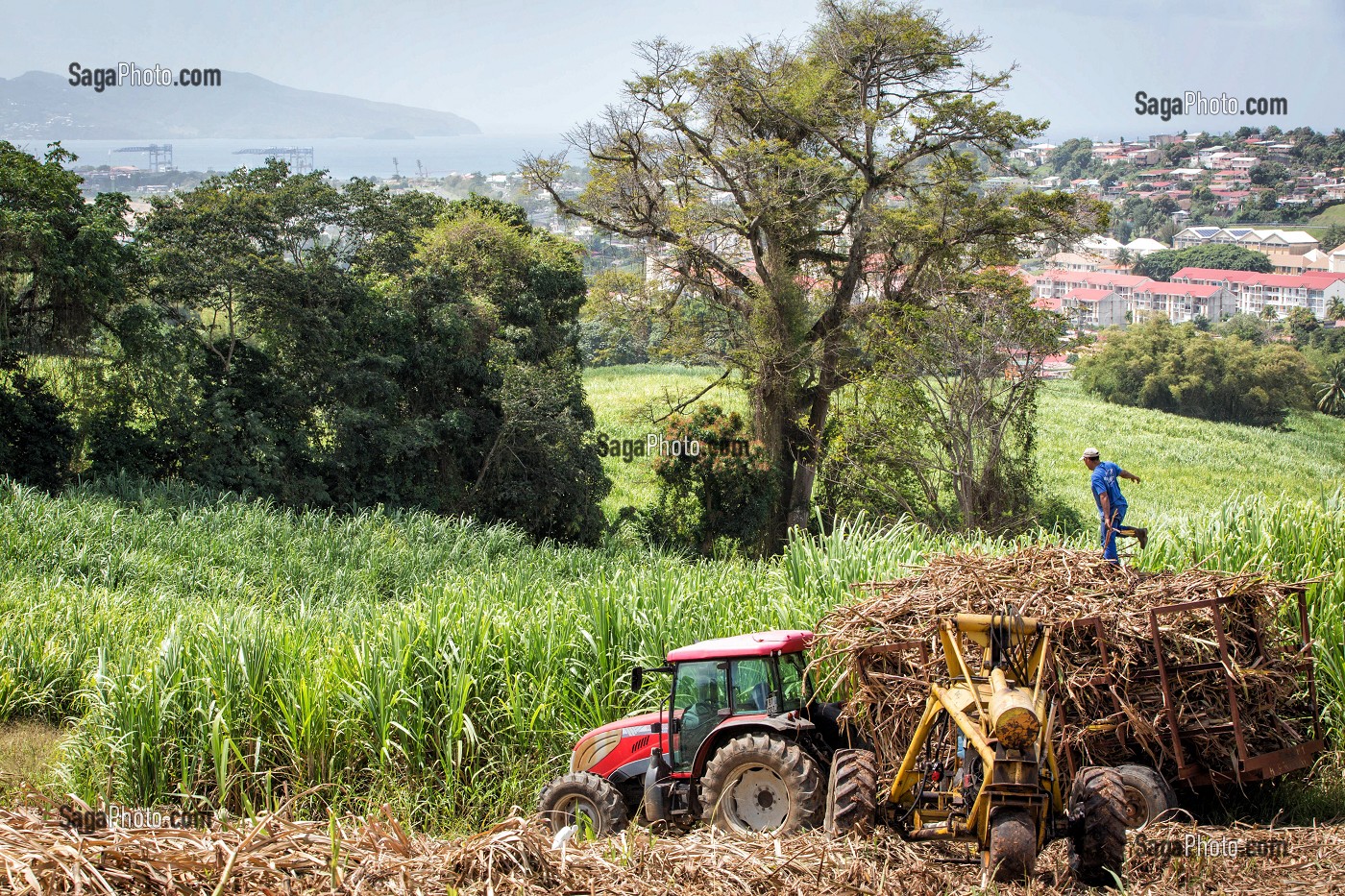 RECOLTE DE CANNES A SUCRE, RAMASSAGE DES TIGES TOUTE LONGUEUR COUPEES A LA MAIN, PLANTATION DE LA DISTILLERIE DE RHUM LA FAVORITE, FORT-DE-FRANCE, MARTINIQUE, ANTILLES FRANCAISES, FRANCE 