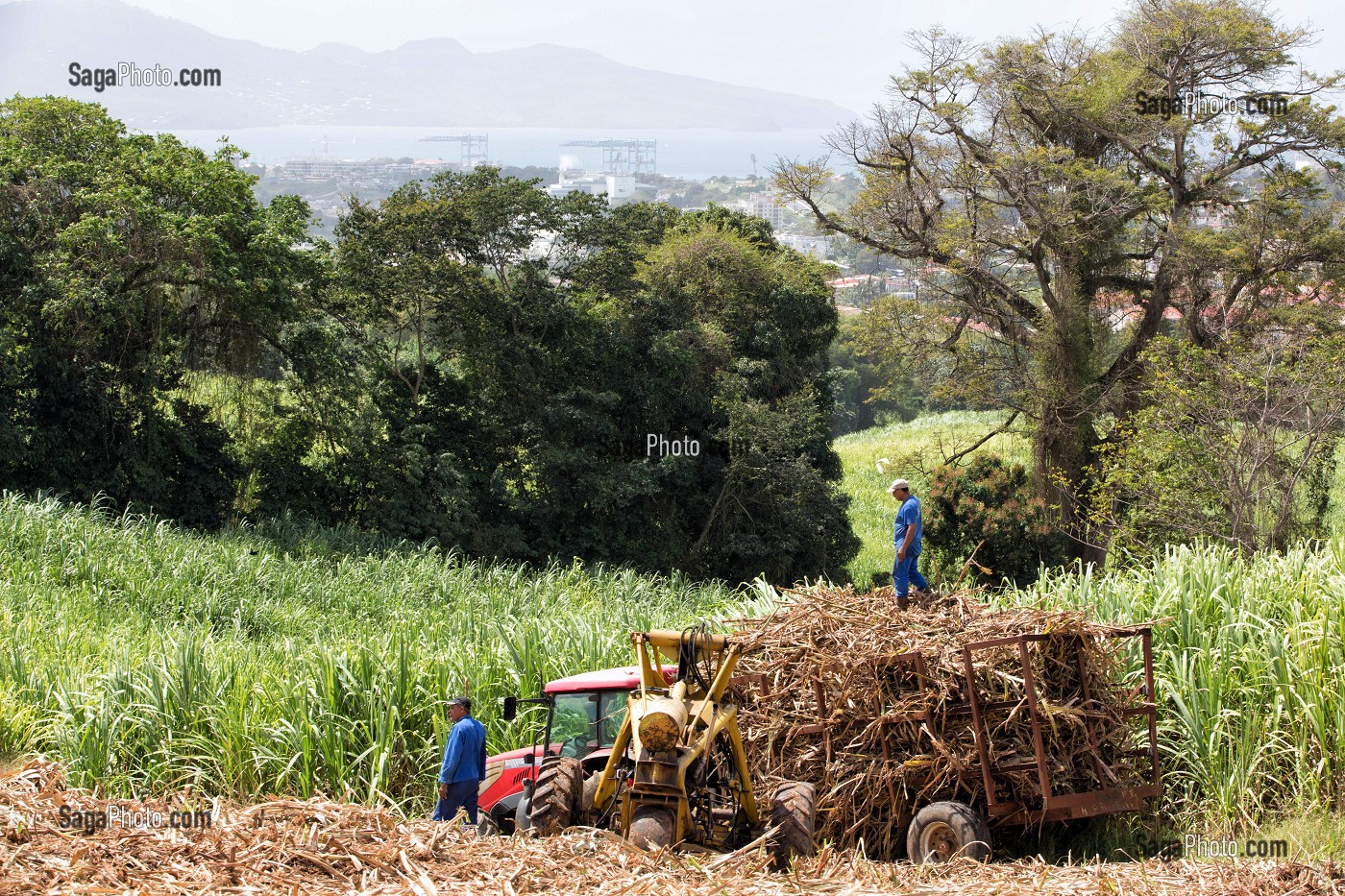 RECOLTE DE CANNES A SUCRE, RAMASSAGE DES TIGES TOUTE LONGUEUR COUPEES A LA MAIN, PLANTATION DE LA DISTILLERIE DE RHUM LA FAVORITE, FORT-DE-FRANCE, MARTINIQUE, ANTILLES FRANCAISES, FRANCE 