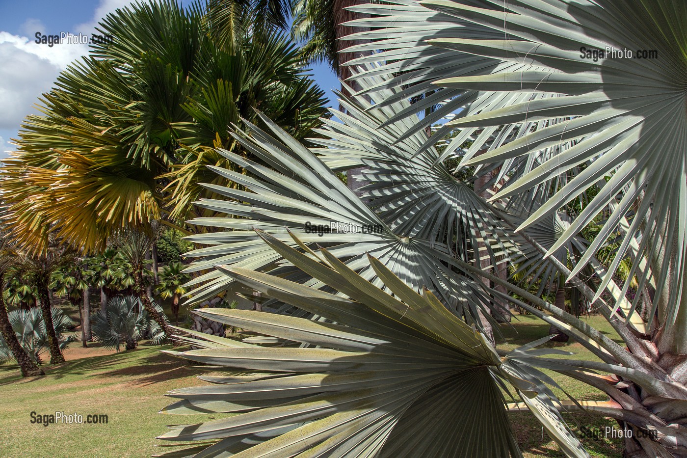 JARDIN BOTANIQUE TROPICAL, HABITATION CLEMENT, FABRICANT DE RHUM, LE FRANCOIS, MARTINIQUE, ANTILLES FRANCAISES, FRANCE 