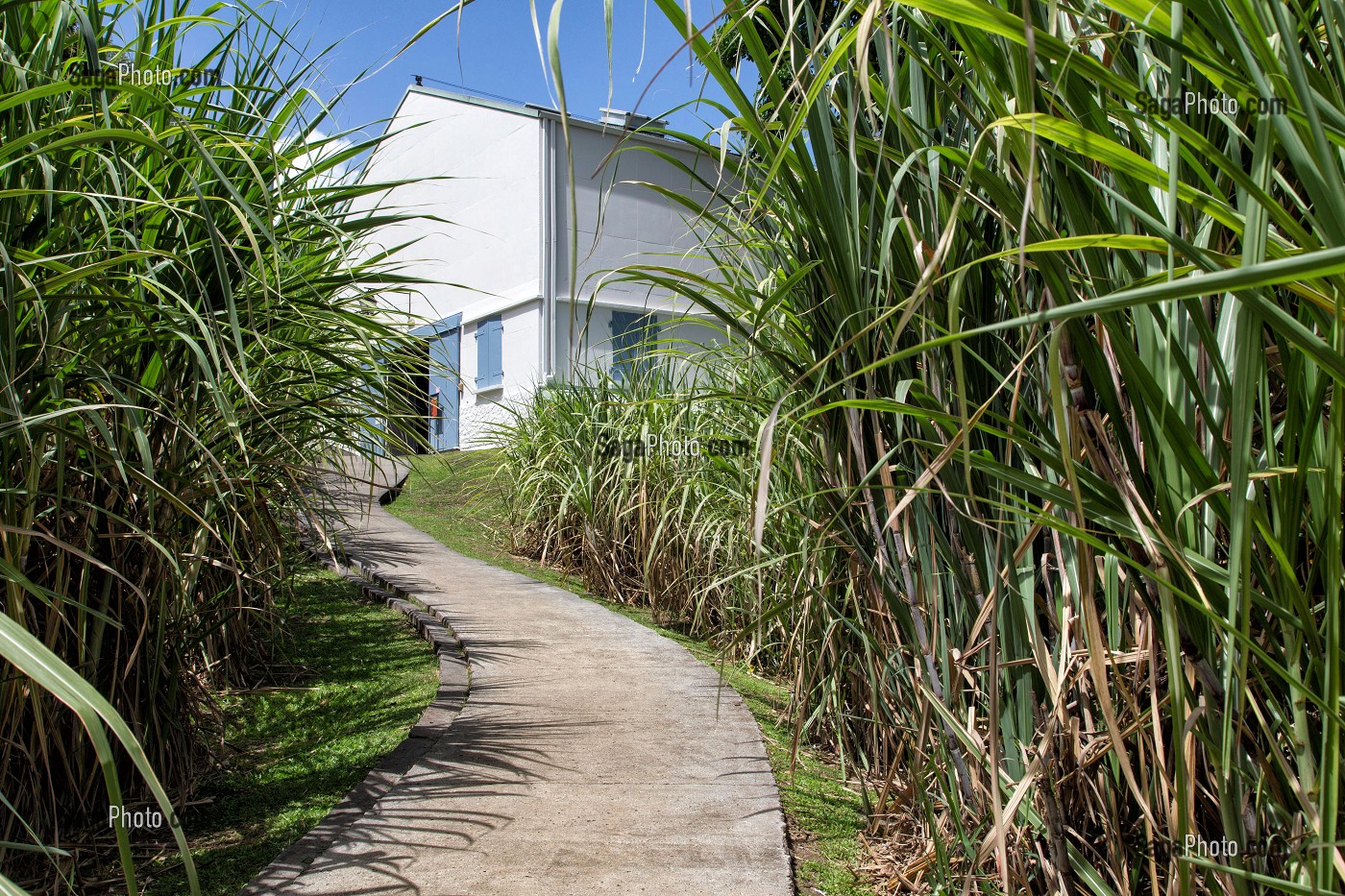 PLANTATION DE CANNE A SUCRE DEVANT LES CAVES DE L'HABITATION CLEMENT, FABRICANT DE RHUM, LE FRANCOIS, MARTINIQUE, ANTILLES FRANCAISES, FRANCE 