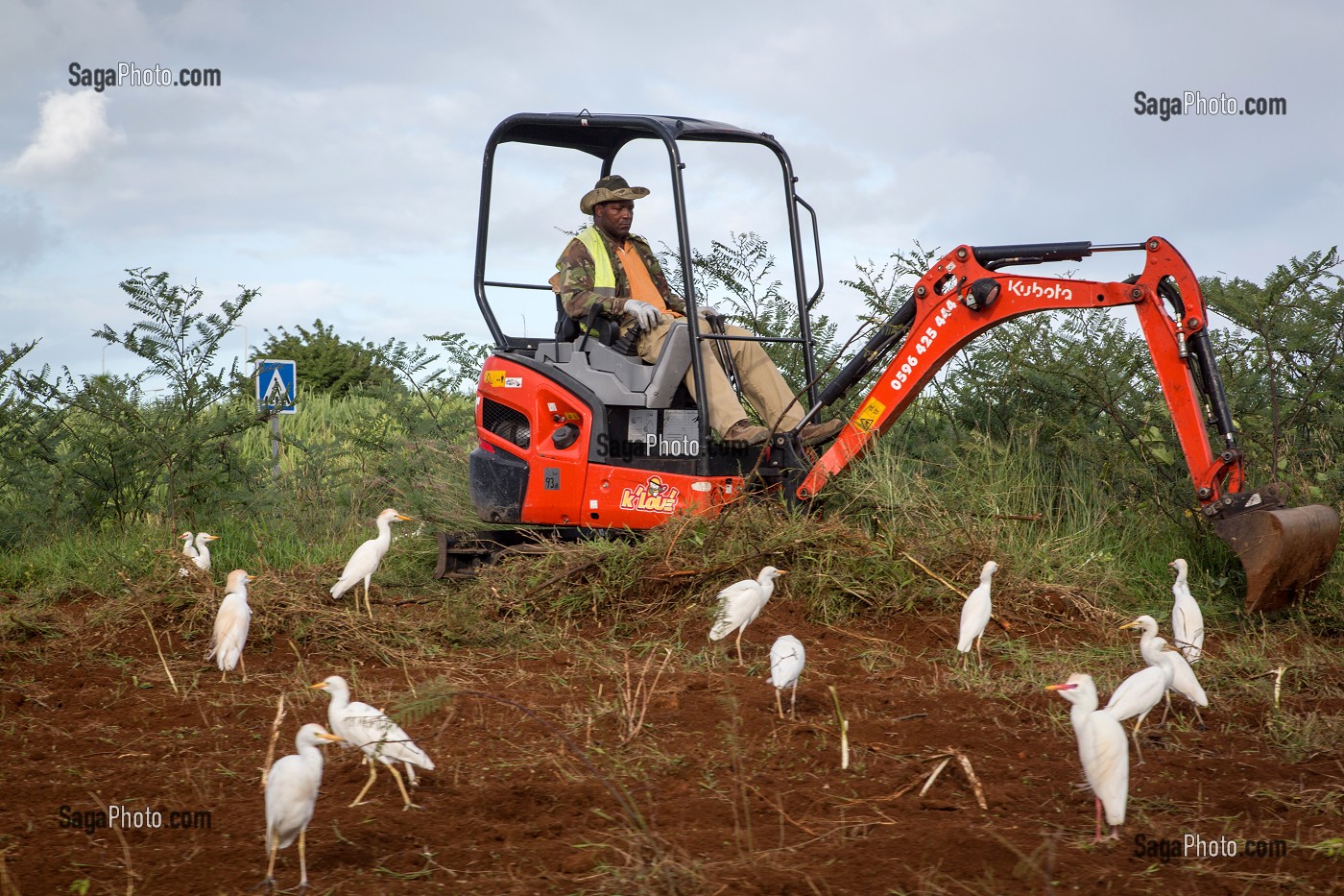 TRAVAUX PUBLICS SUR UN ROND POINT AVEC LES OISEAUX PIC BOEUF, MARTINIQUE, ANTILLES FRANCAISES, FRANCE 