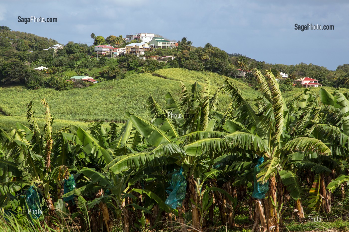 BANANERAIE, MARTINIQUE, ANTILLES FRANCAISES, FRANCE 