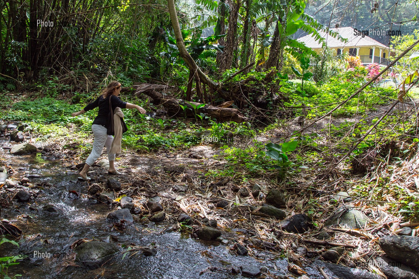 PASSAGE DE LA RIVIERE PRES DE L'HABITATION DE L'ANSE COULEUVRE, FORET TROPICALE DU PRECHEUR, MARTINIQUE, ANTILLES FRANCAISES, FRANCE 