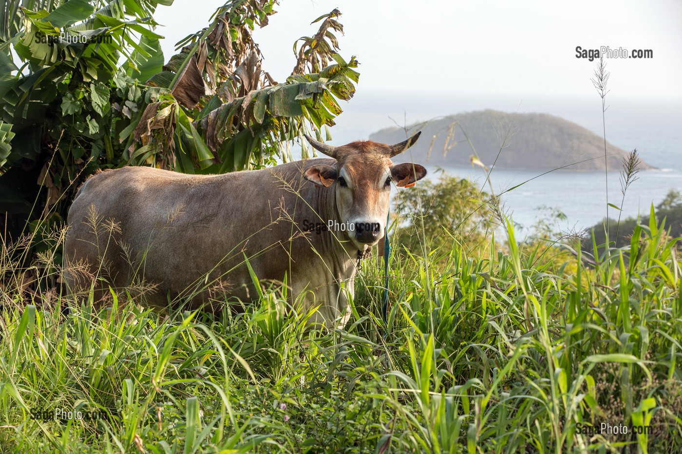 VACHE DANS UN CHAMP DEVANT L'ILET SAINT-AUBIN, SAINTE-MARIE, , MARTINIQUE, ANTILLES FRANCAISES, FRANCE 